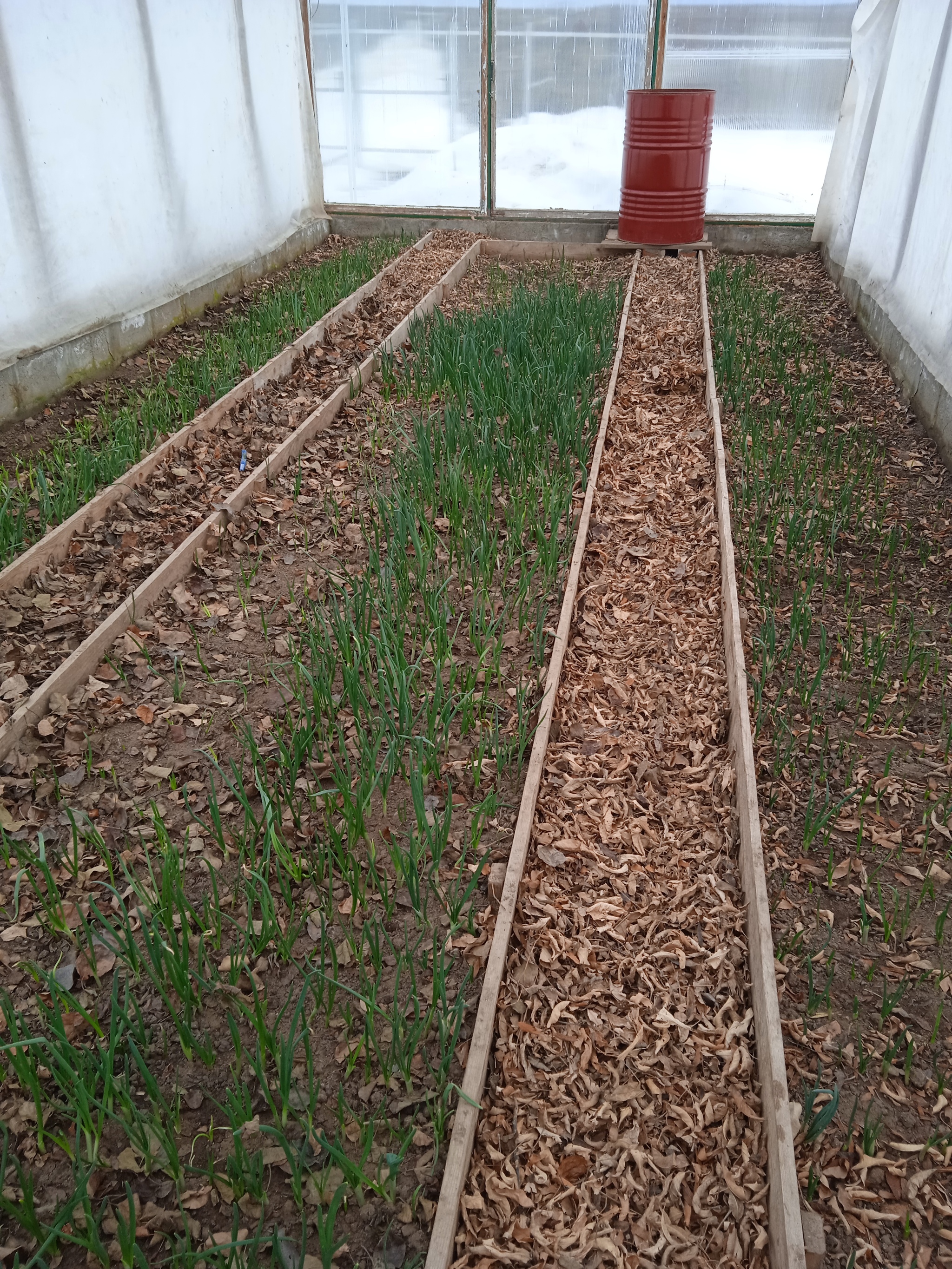 Spring is coming - Greenhouse, Dacha, Chives, Snow, 