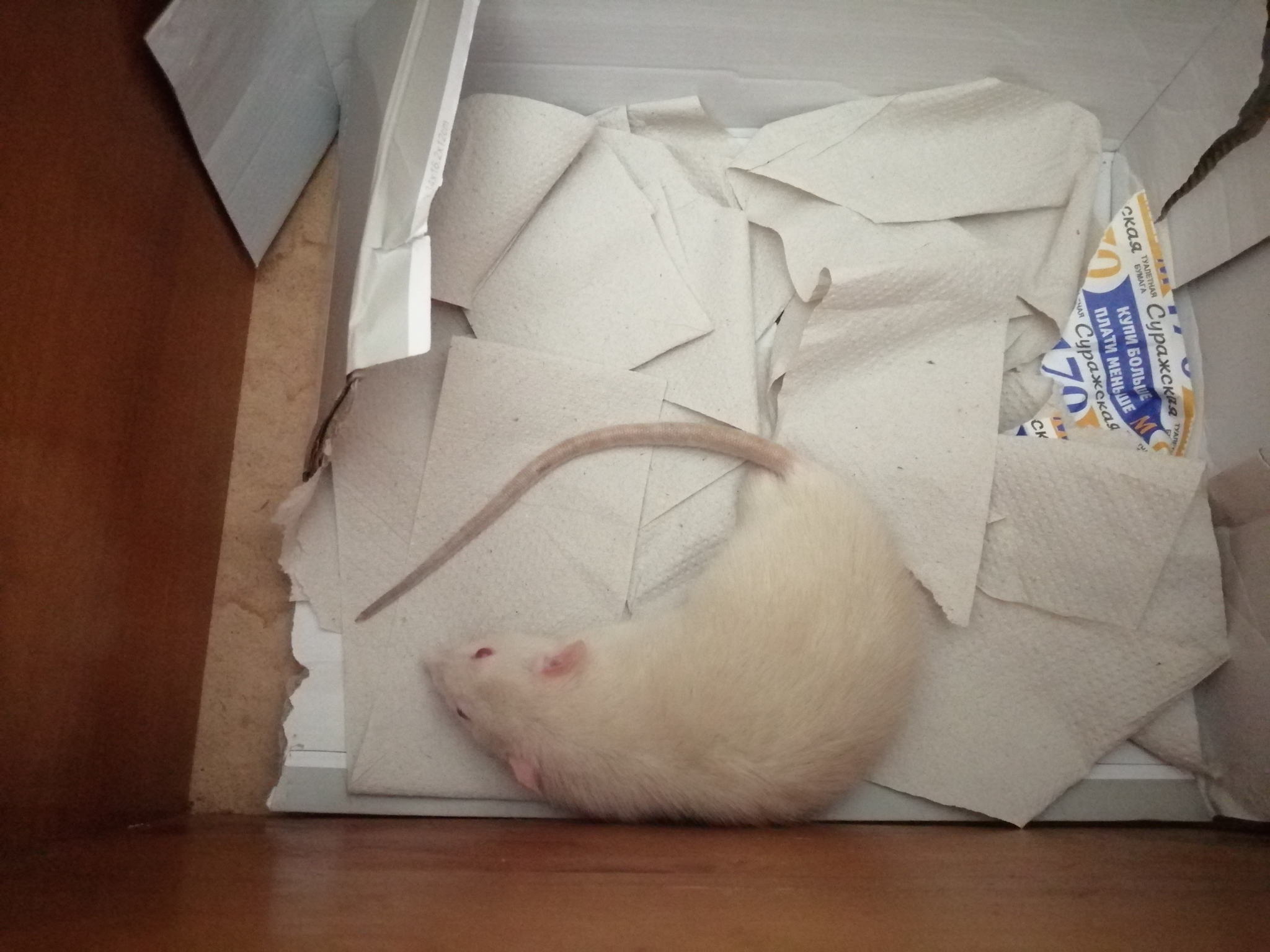 How I Found the Rat - My, Rat, Decorative rats, Lost, Longpost