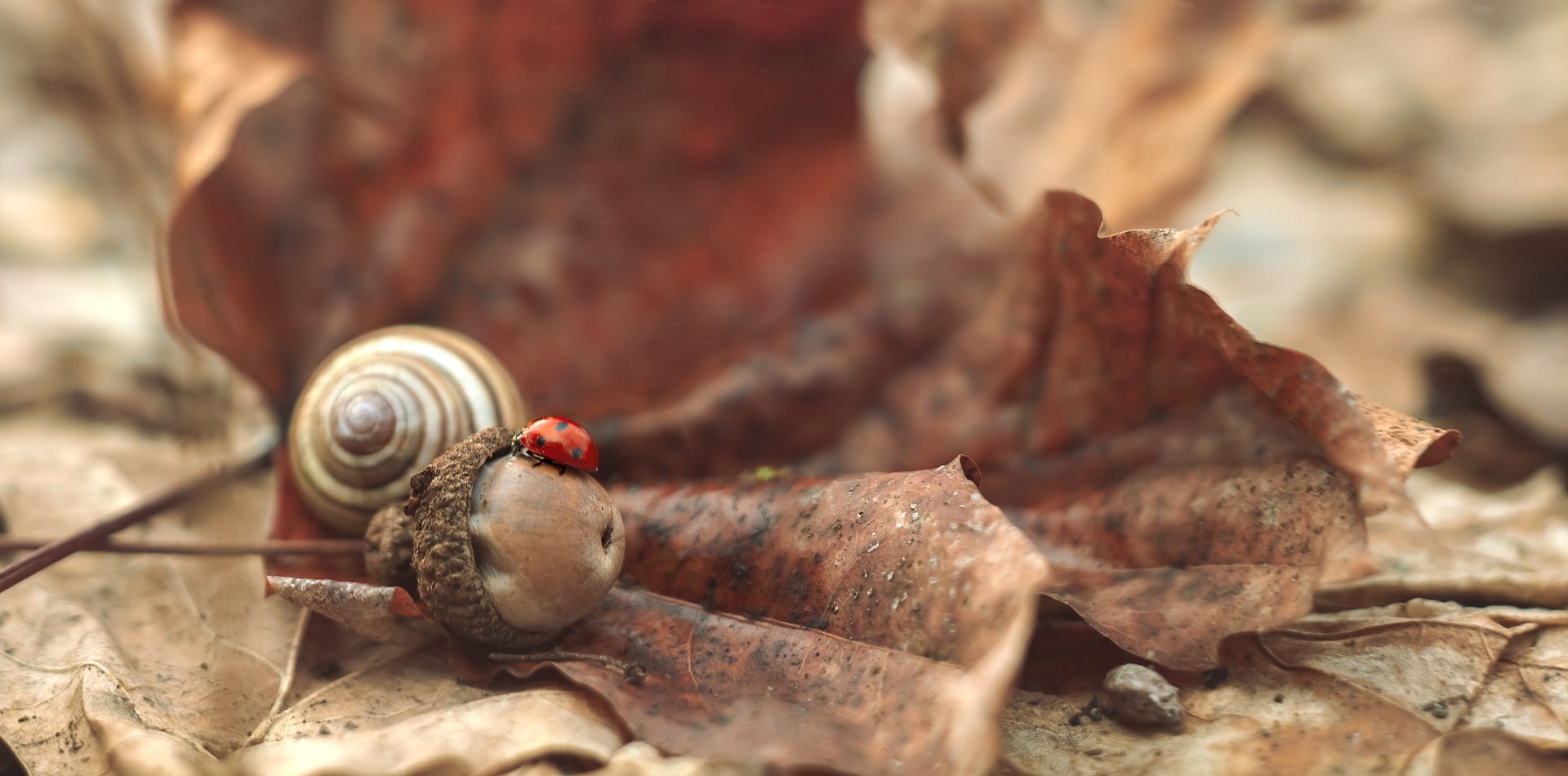 - Flying is easy. All you need is skill! - shared a ladybug with cows - My, The photo, Nature, Forest, Canon, ladybug, Insects, Longpost