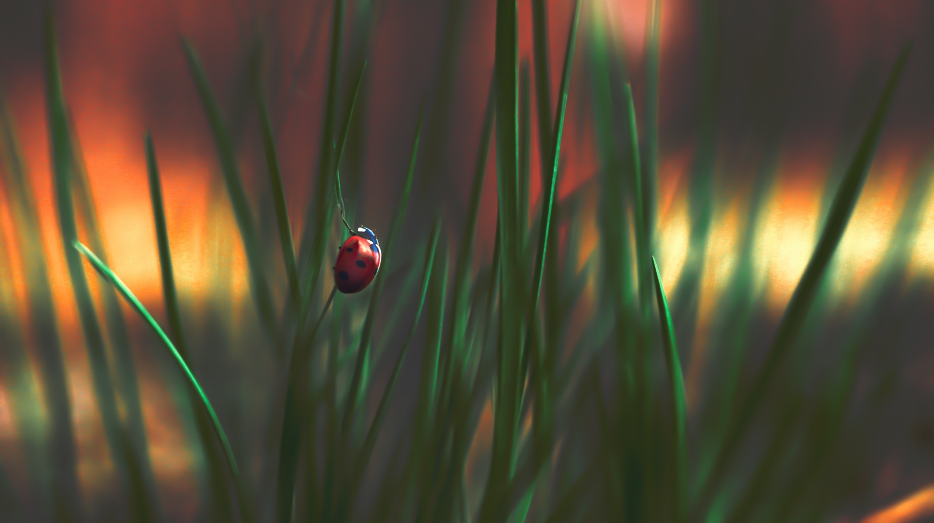 - Flying is easy. All you need is skill! - shared a ladybug with cows - My, The photo, Nature, Forest, Canon, ladybug, Insects, Longpost