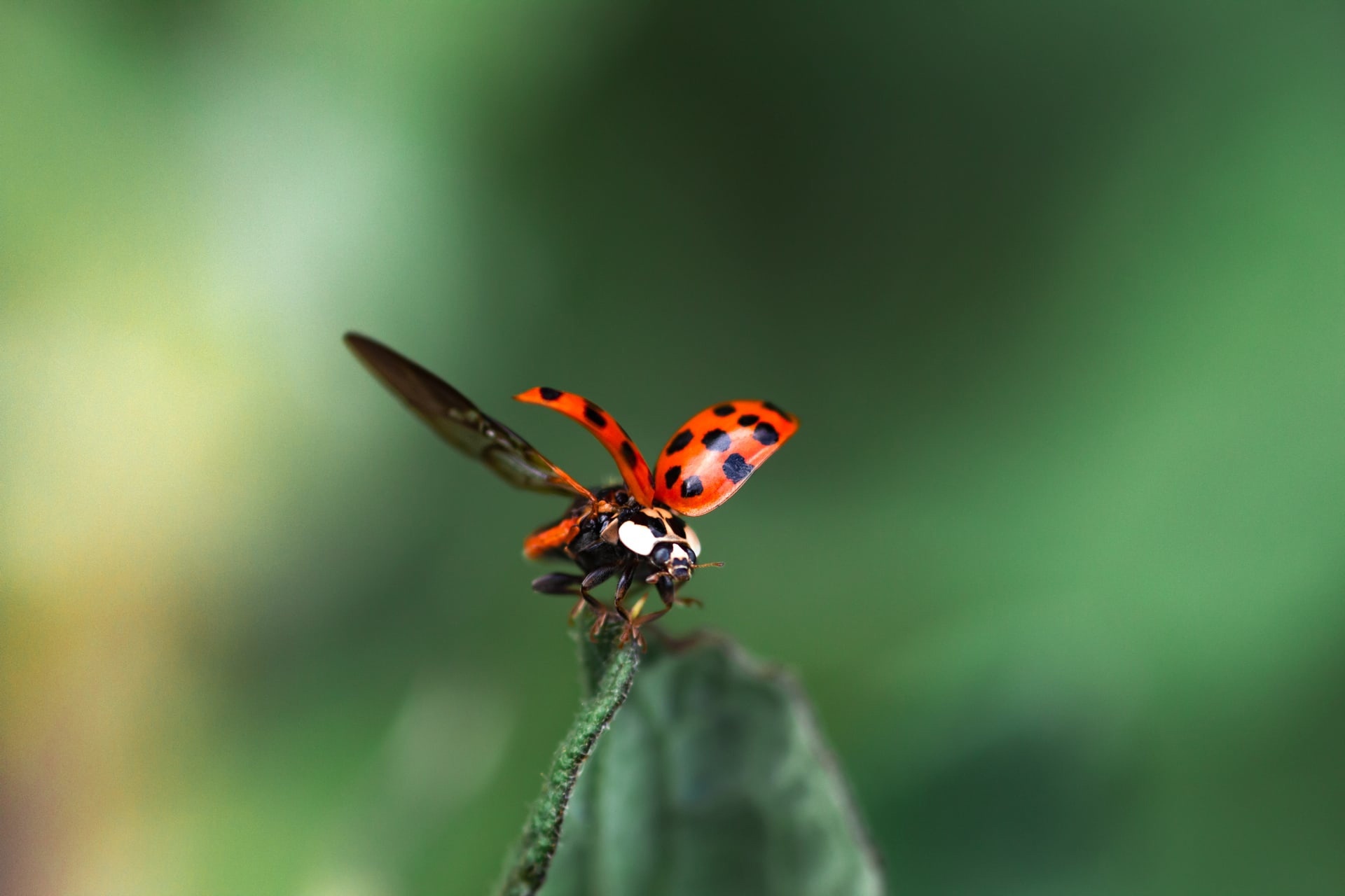 - Flying is easy. All you need is skill! - shared a ladybug with cows - My, The photo, Nature, Forest, Canon, ladybug, Insects, Longpost