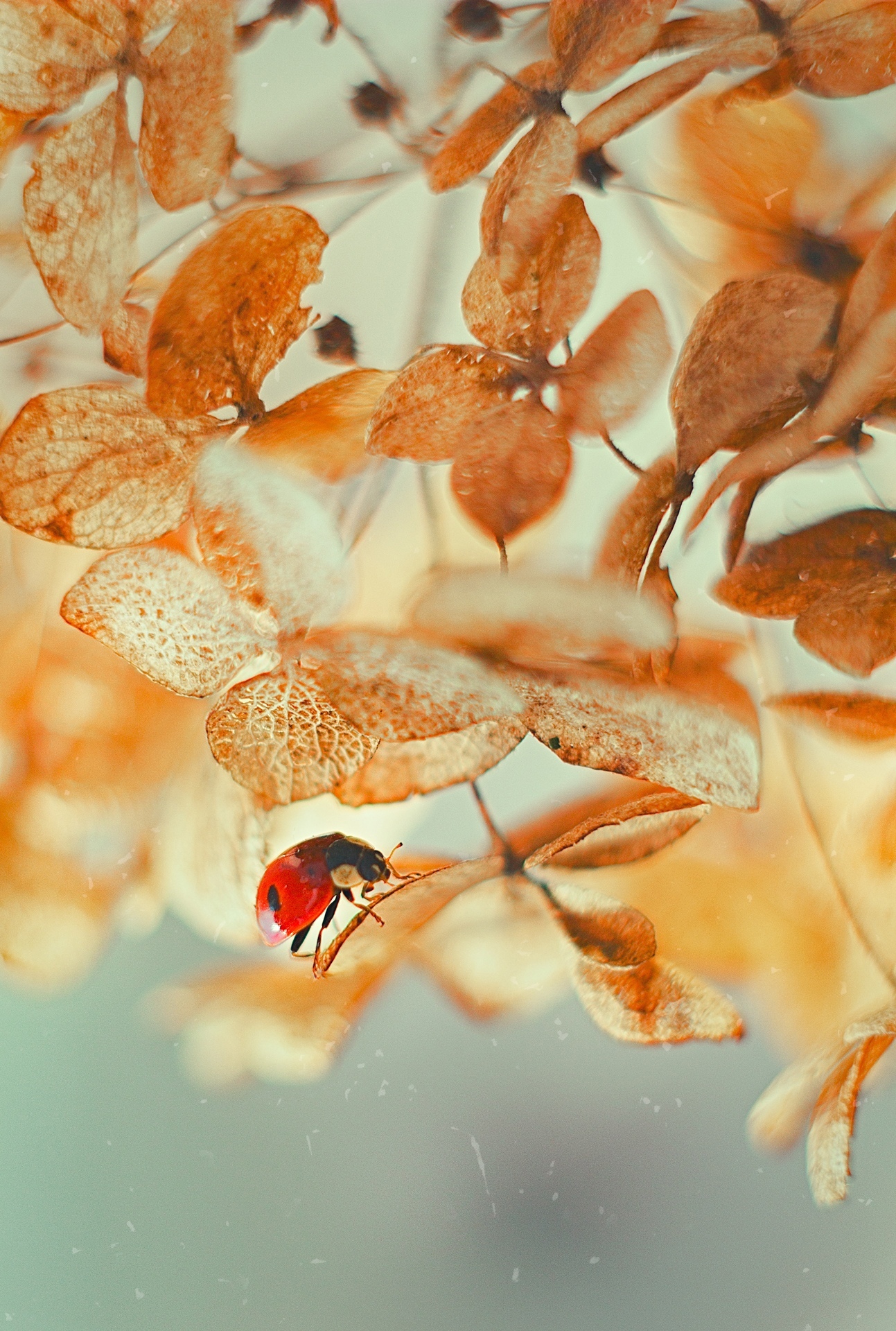 - Flying is easy. All you need is skill! - shared a ladybug with cows - My, The photo, Nature, Forest, Canon, ladybug, Insects, Longpost