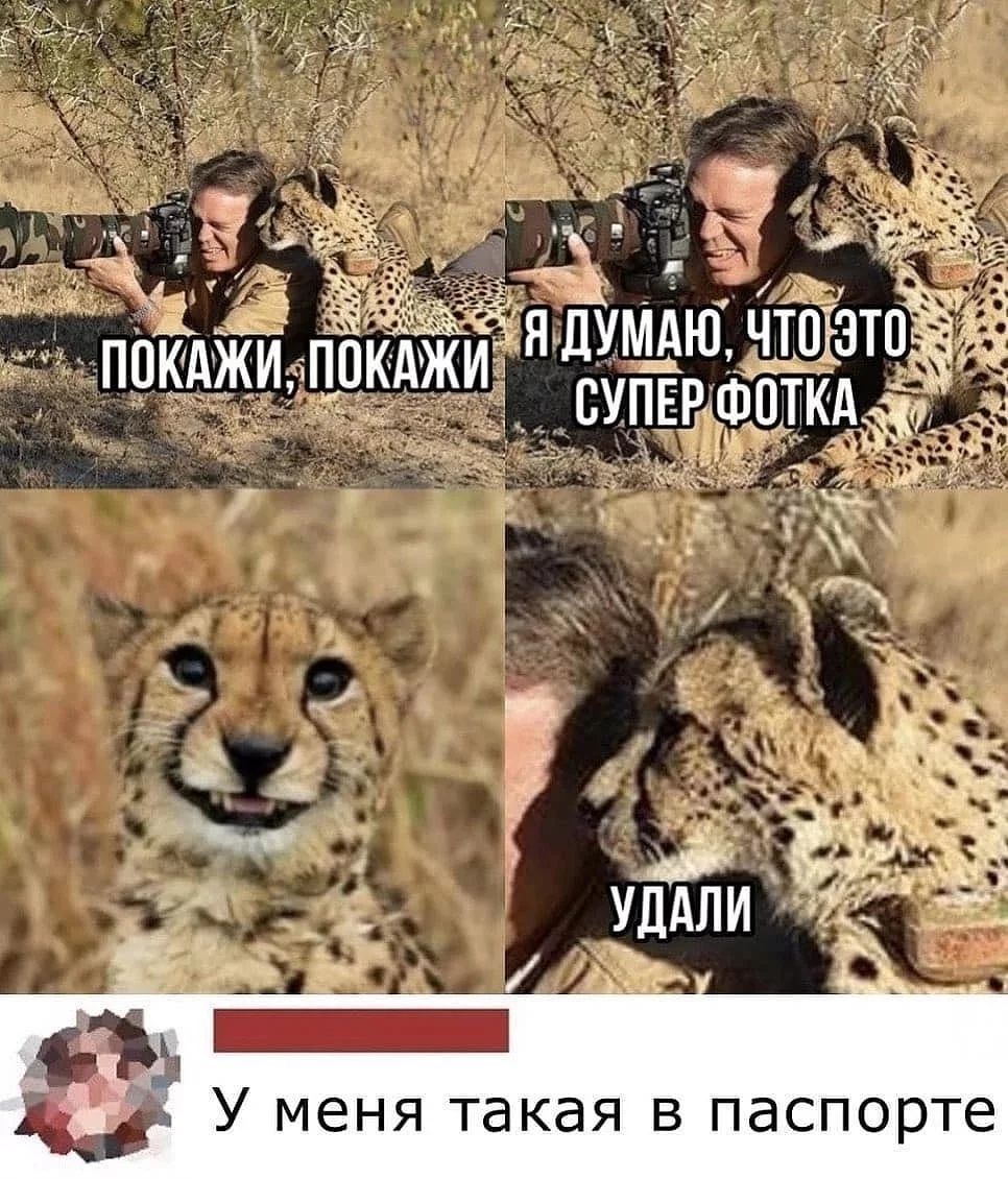 Even the cheetah in the photo turned out better than I did. - Humor, Memes, The photo, Screenshot, Comments, Animals, Cheetah