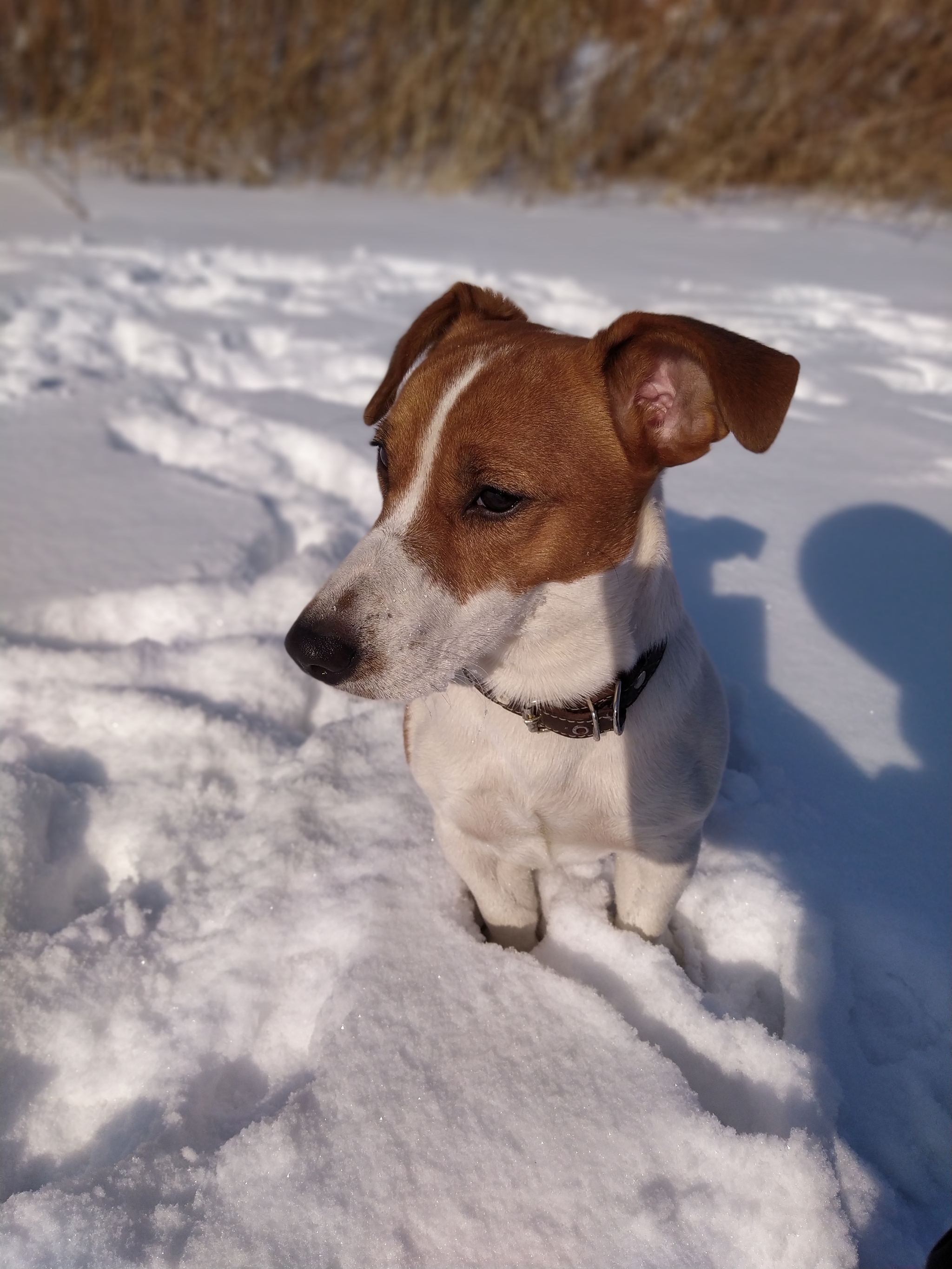 Well, what is there, master, they will give me!? =) - My, Helping animals, Dog, Pairing, Jack Russell Terrier, Ussuri district, Primorsky Krai, Дальний Восток, Longpost