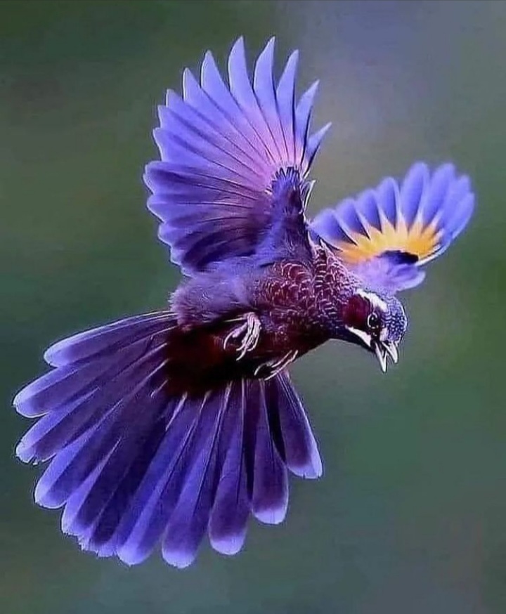 Просто красивые птицы) | Пикабу