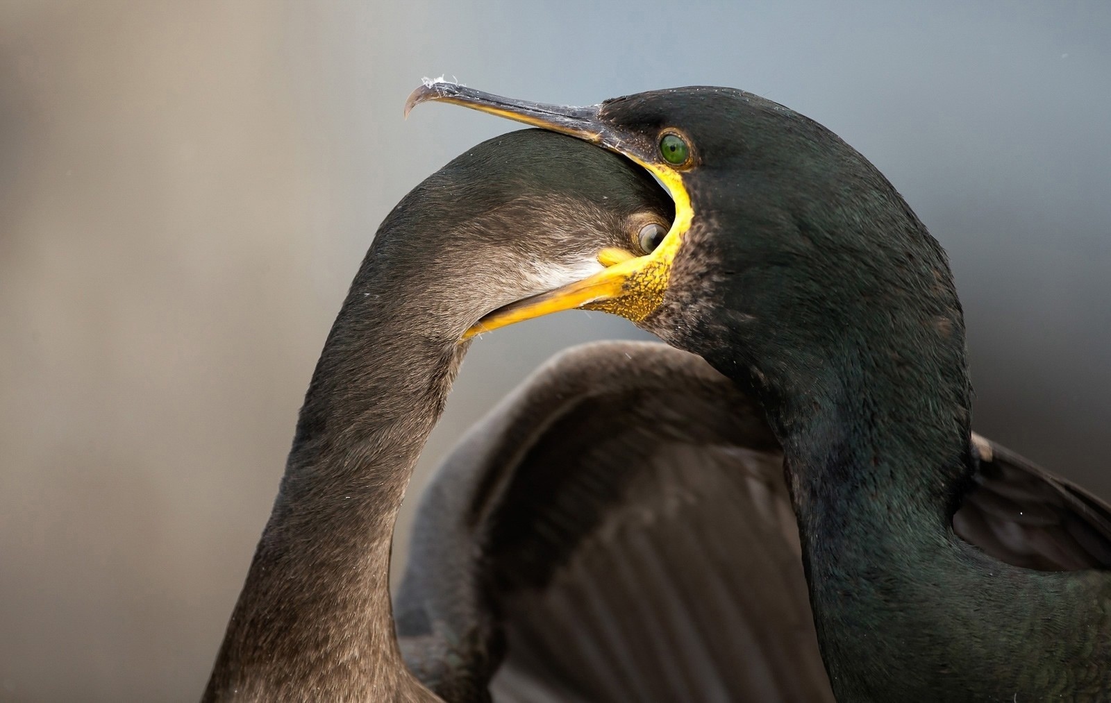 A selection of shots of the finalists of the Bird Photographer of the Year 2021 - The photo, Birds, Interesting, Longpost