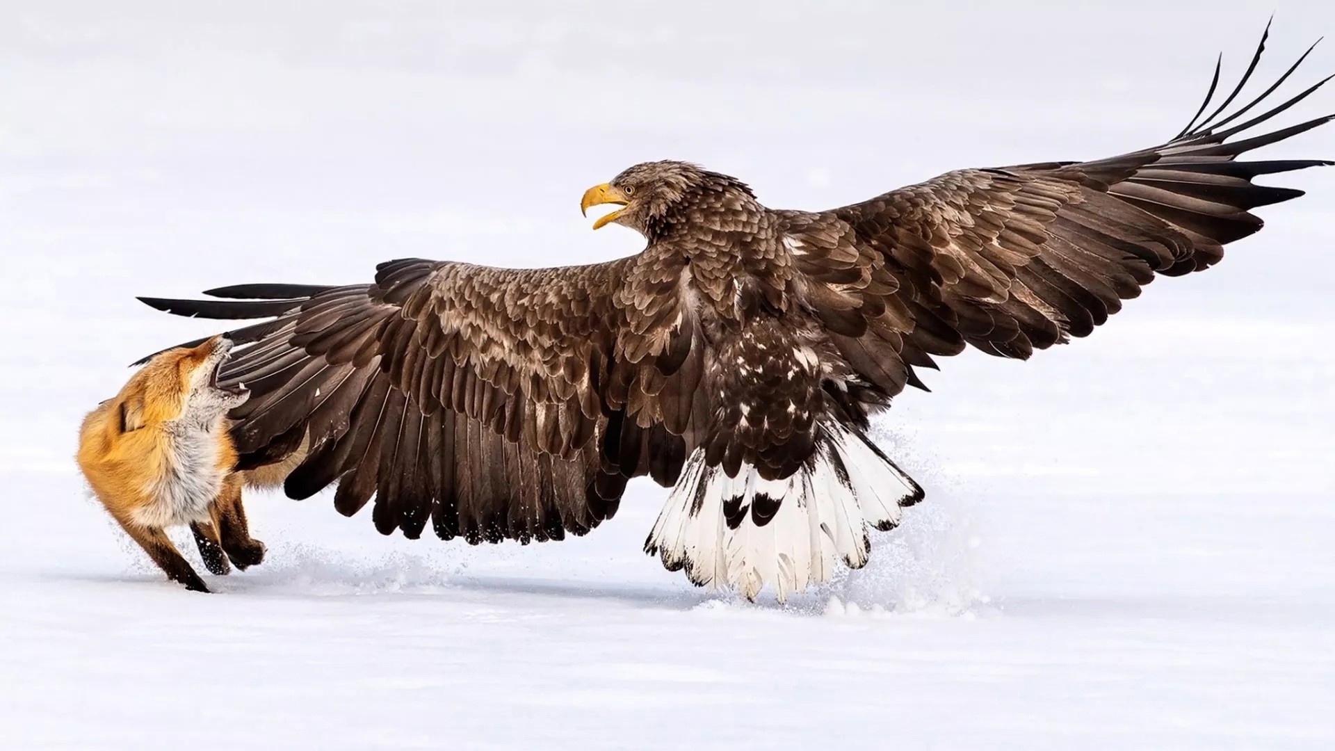 A selection of shots of the finalists of the Bird Photographer of the Year 2021 - The photo, Birds, Interesting, Longpost