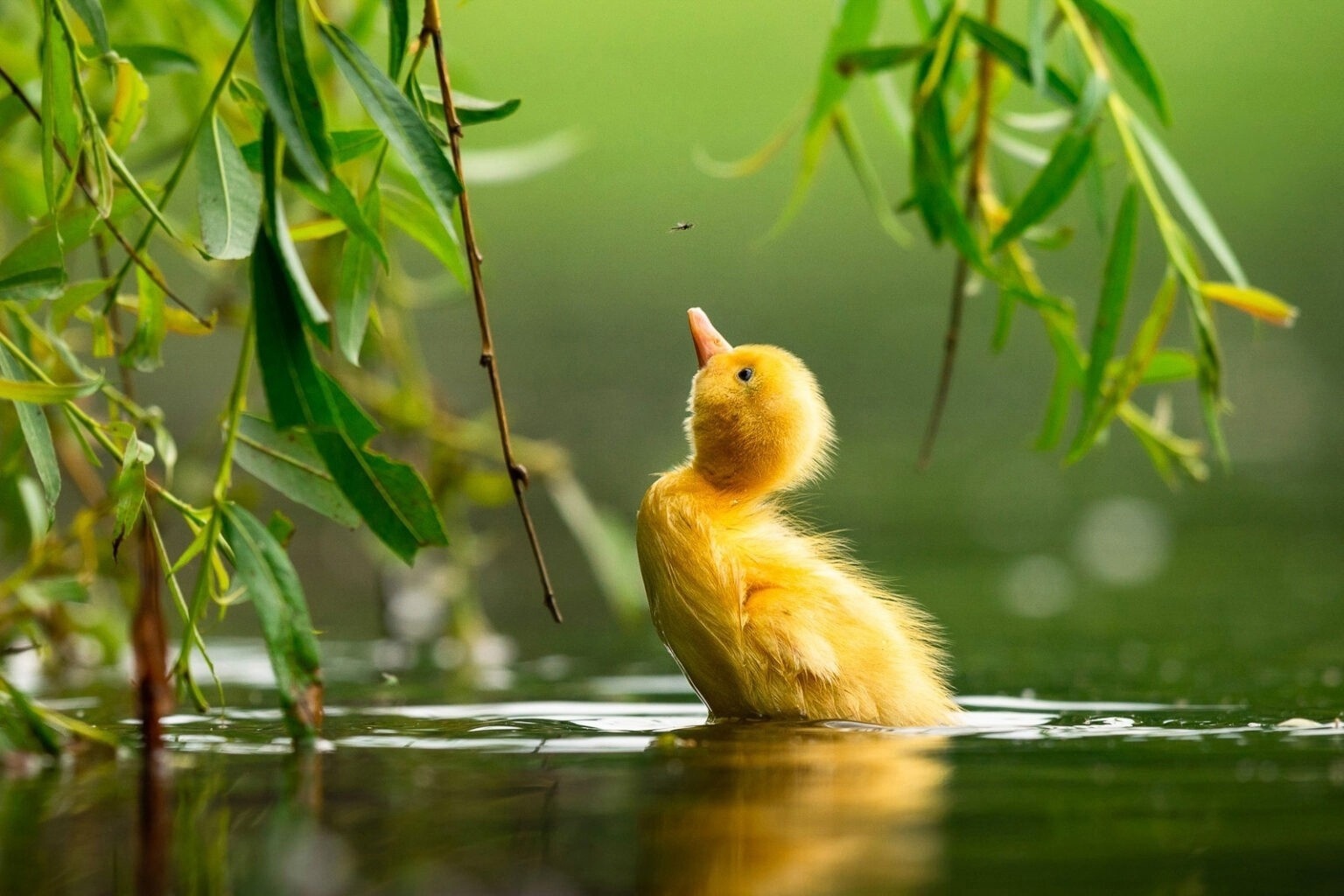 A selection of shots of the finalists of the Bird Photographer of the Year 2021 - The photo, Birds, Interesting, Longpost