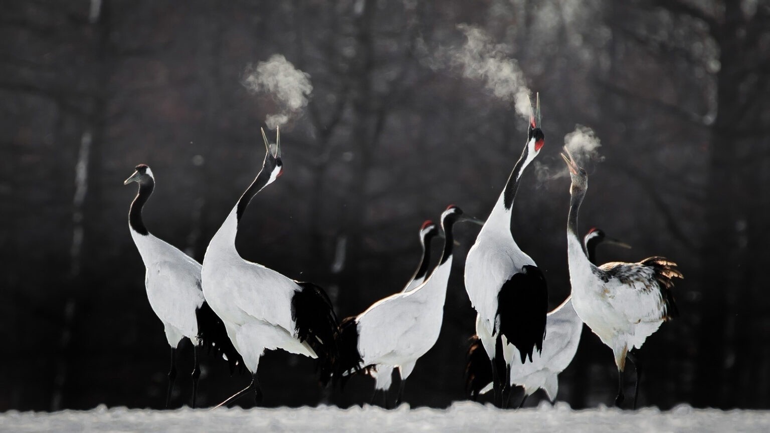 A selection of shots of the finalists of the Bird Photographer of the Year 2021 - The photo, Birds, Interesting, Longpost