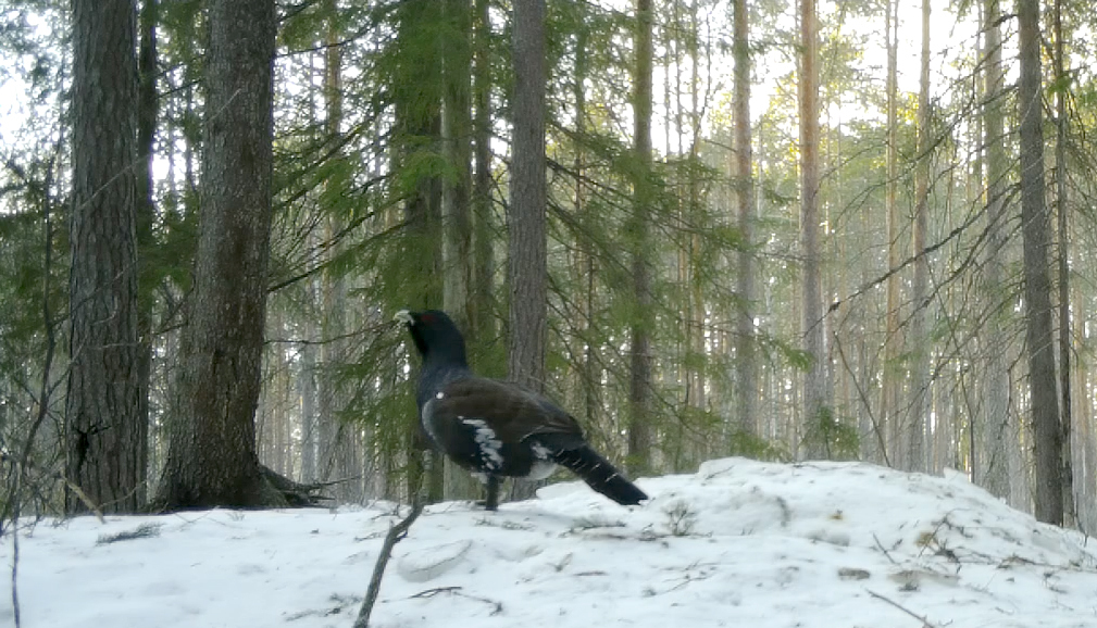 BADGERS came to the aid of grouse in time - My, Wood grouse, beauty of nature, The nature of Russia, wildlife, Bird watching, Each creature has a pair, Pavel Glazkov, Longpost