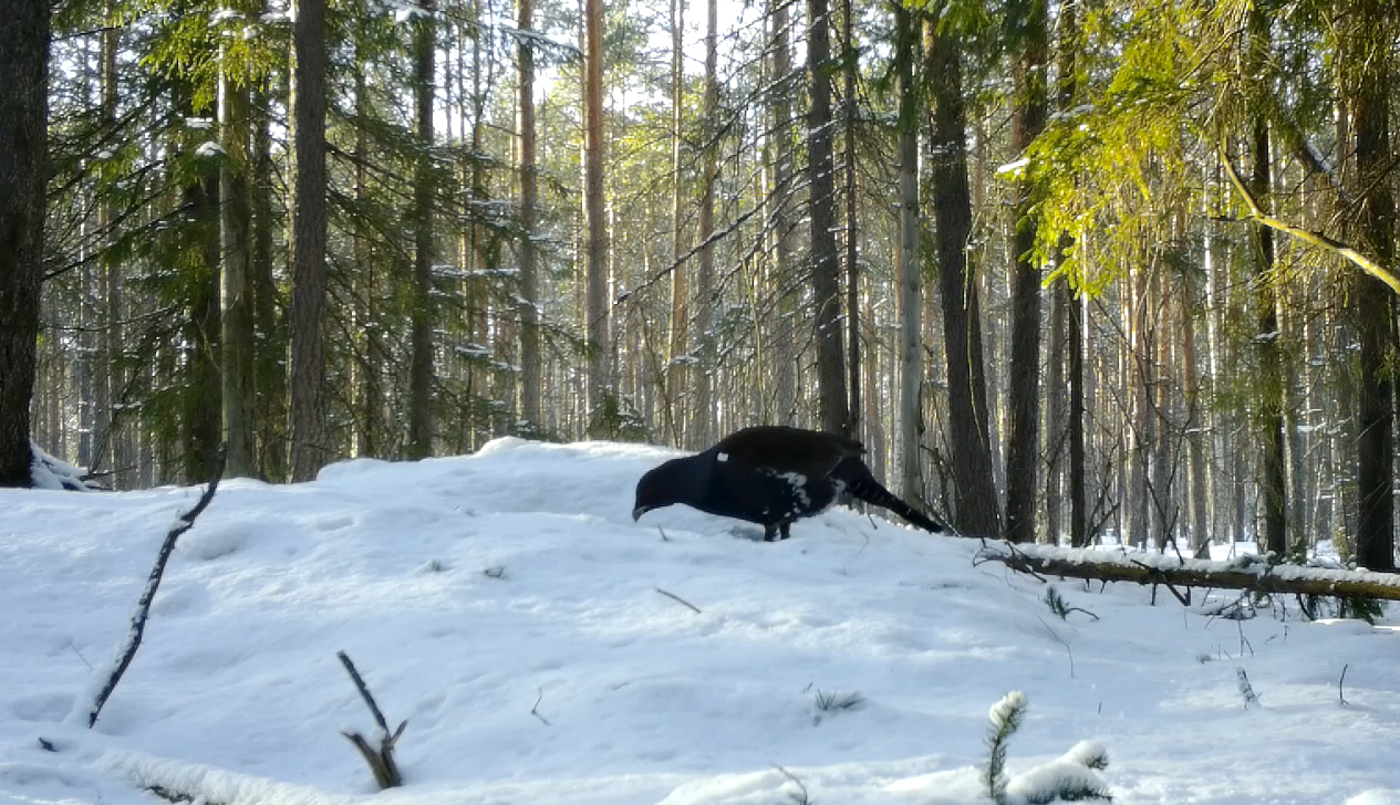 BADGERS came to the aid of grouse in time - My, Wood grouse, beauty of nature, The nature of Russia, wildlife, Bird watching, Each creature has a pair, Pavel Glazkov, Longpost