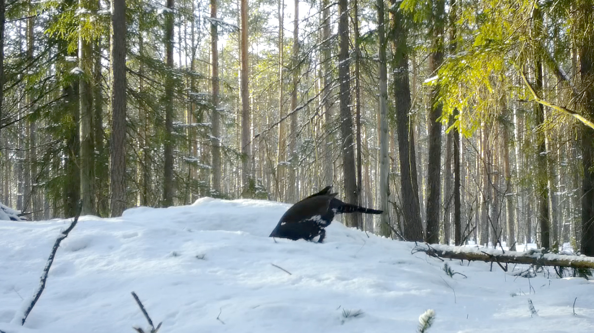 BADGERS came to the aid of grouse in time - My, Wood grouse, beauty of nature, The nature of Russia, wildlife, Bird watching, Each creature has a pair, Pavel Glazkov, Longpost