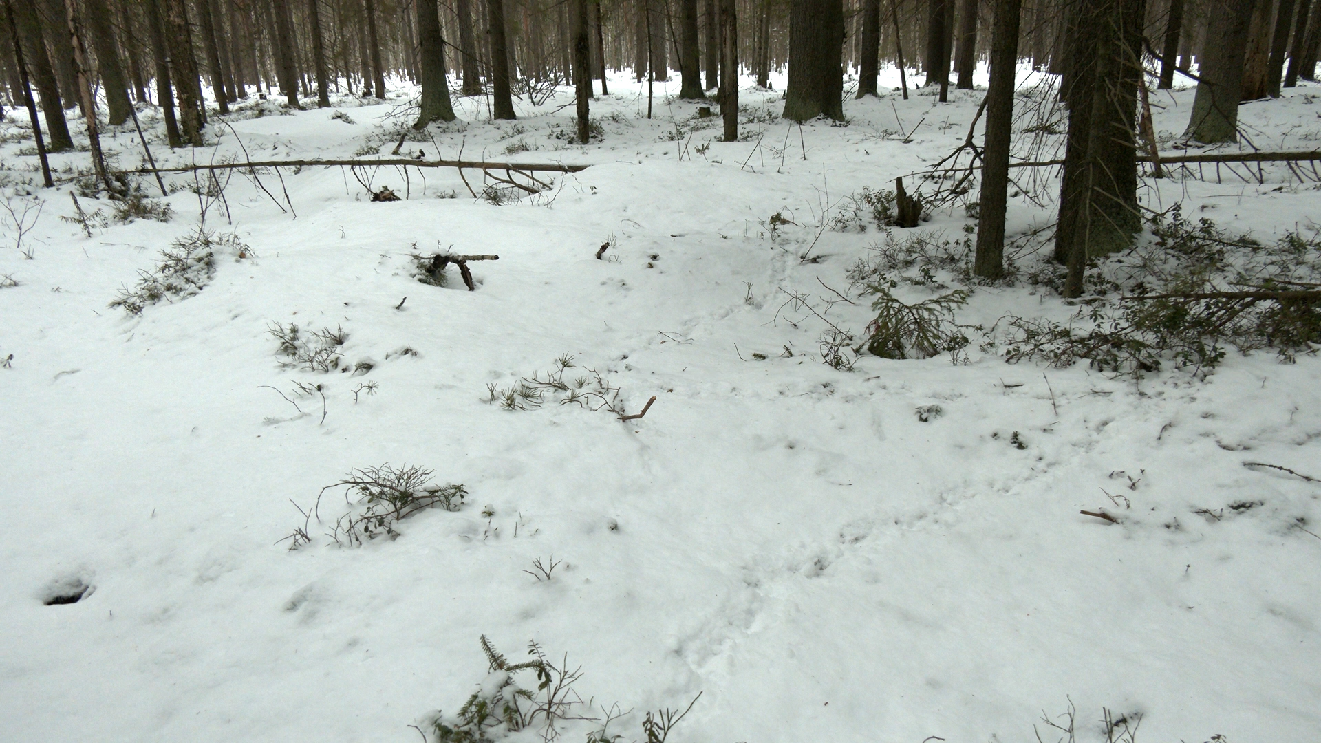 BADGERS came to the aid of grouse in time - My, Wood grouse, beauty of nature, The nature of Russia, wildlife, Bird watching, Each creature has a pair, Pavel Glazkov, Longpost