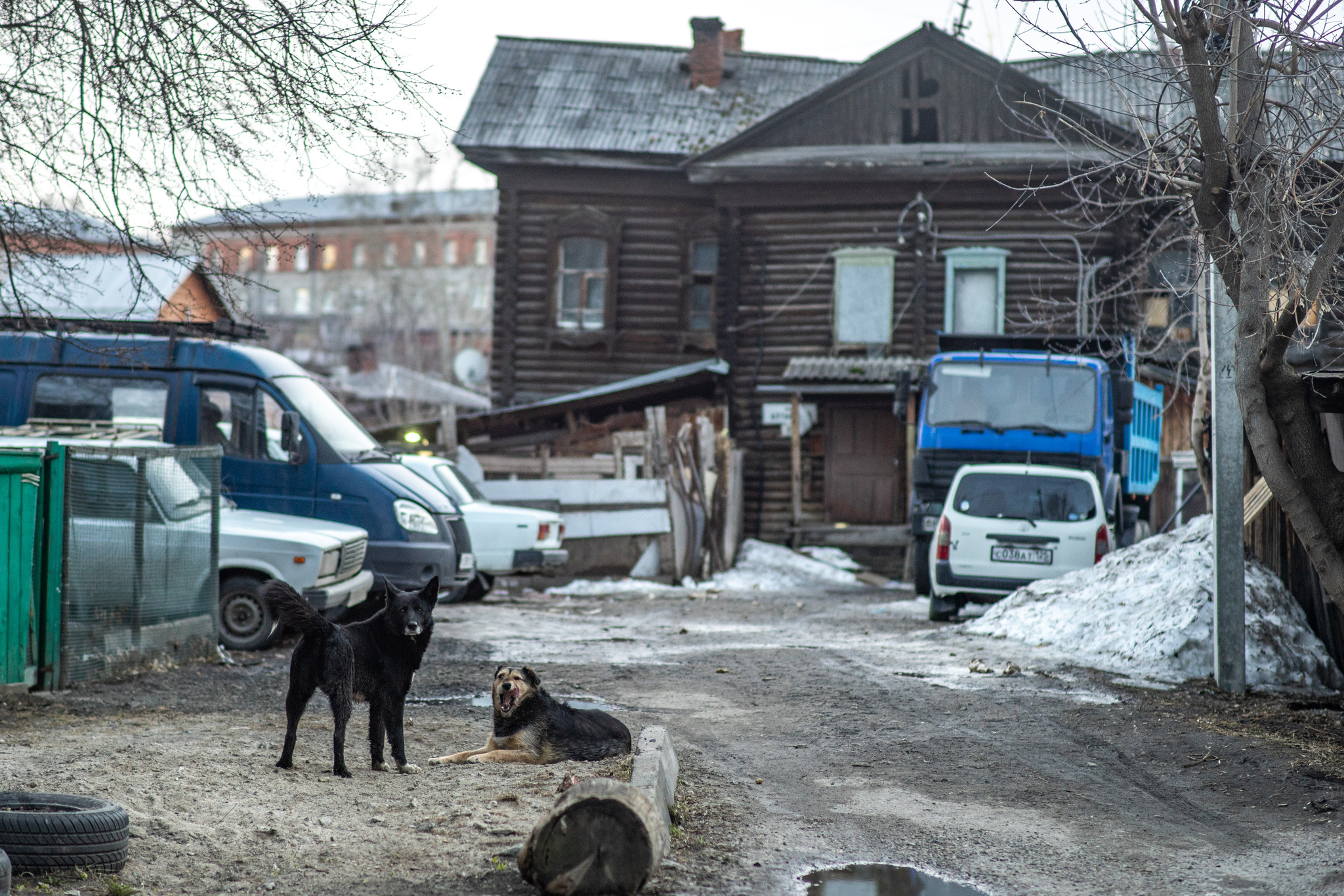 Spring in Tomsk - My, Siberia, cat, Spring, The photo, Walk, Tomsk, Town, Longpost