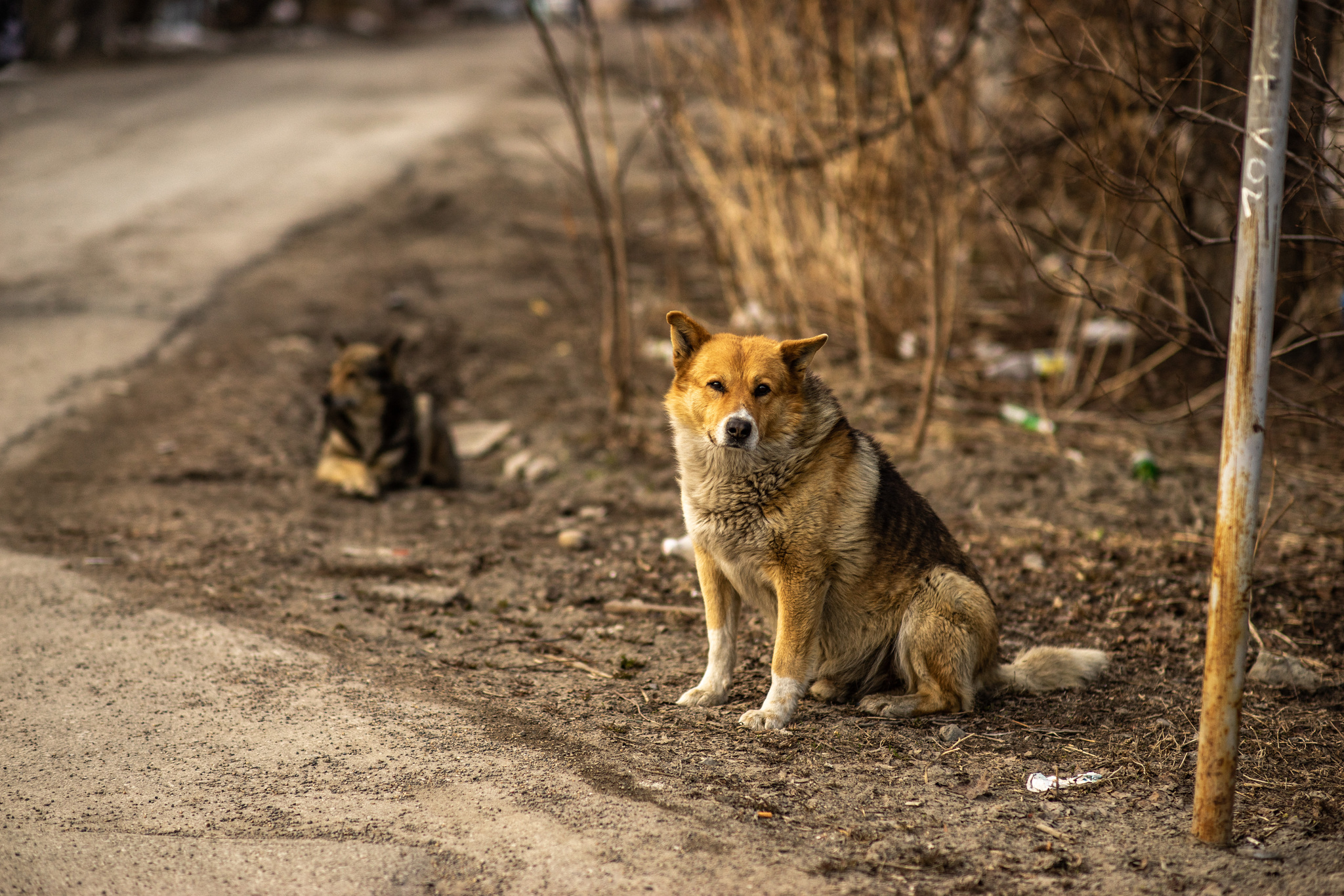 Spring in Tomsk - My, Siberia, cat, Spring, The photo, Walk, Tomsk, Town, Longpost