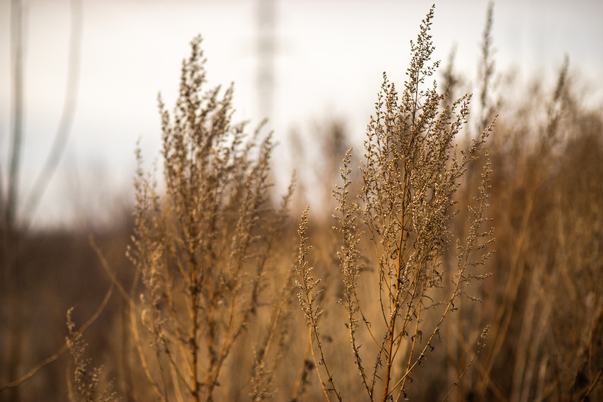 Spring in Tomsk - My, Siberia, cat, Spring, The photo, Walk, Tomsk, Town, Longpost