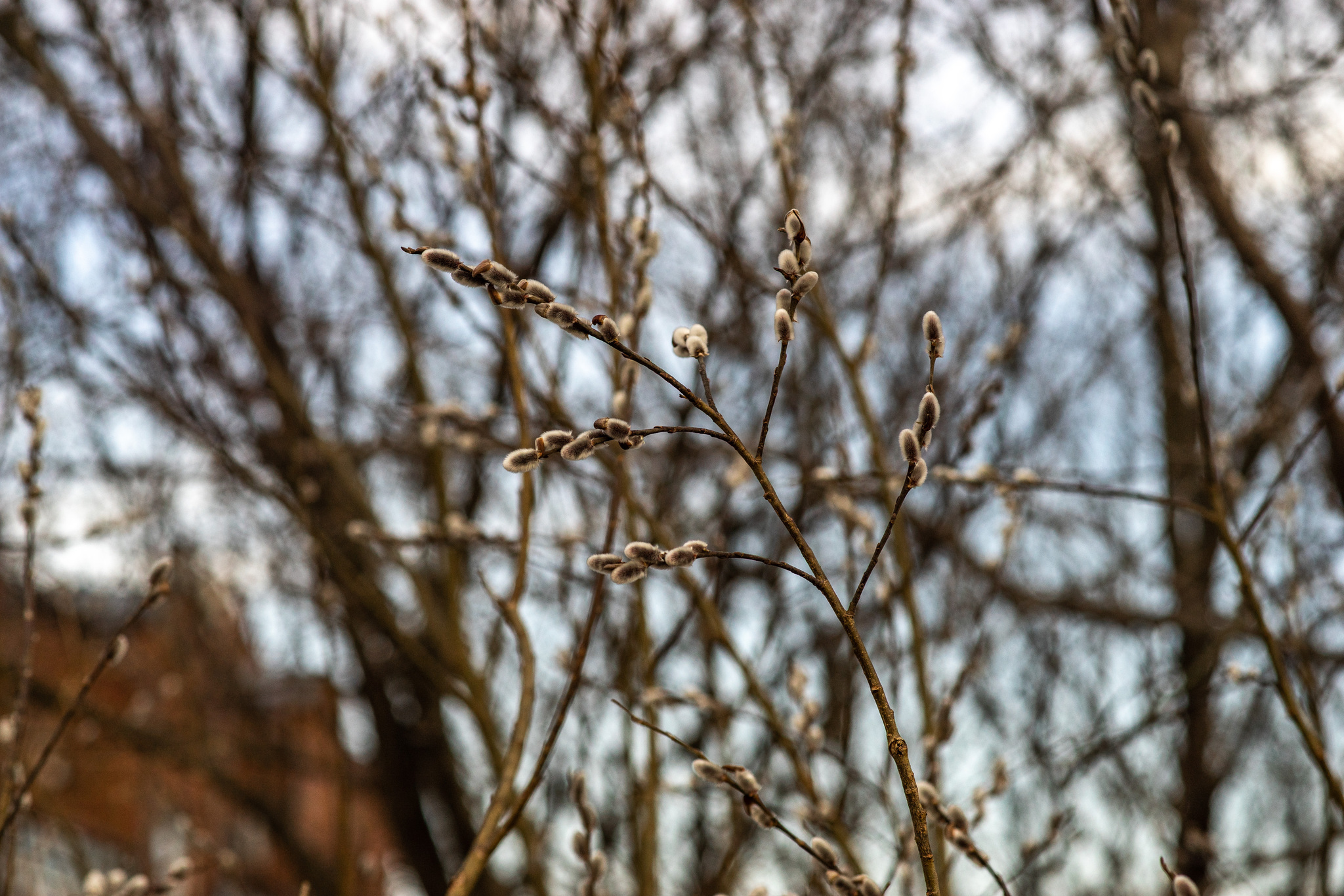 Spring in Tomsk - My, Siberia, cat, Spring, The photo, Walk, Tomsk, Town, Longpost