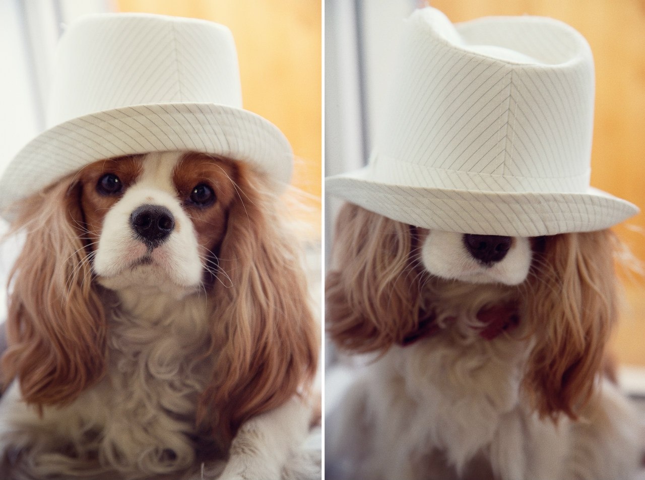 Didn't post a dog- not a pickabushnik - My, Cavalier king charles spaniel, Dog, Longpost