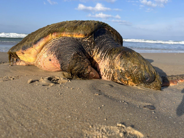 Response to the post A huge turtle was saved in Anapa - Wild animals, Animal Rescue, Rare view, Red Book, Incident, Turtle, Sea turtles, Anapa, Dzhemete, Black Sea, Reptiles, Краснодарский Край, Vet, Reply to post, Longpost