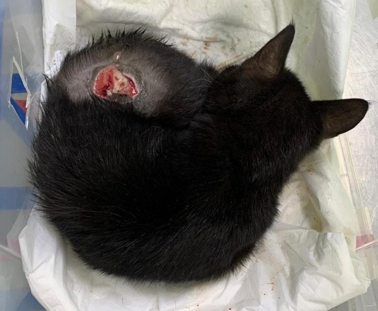 A baby who has gone through all the circles of hell - My, Moscow, Moscow region, Подмосковье, Homeless animals, In good hands, Helping animals, cat, Kittens, Animal Rescue, No rating, Negative, Longpost, Help