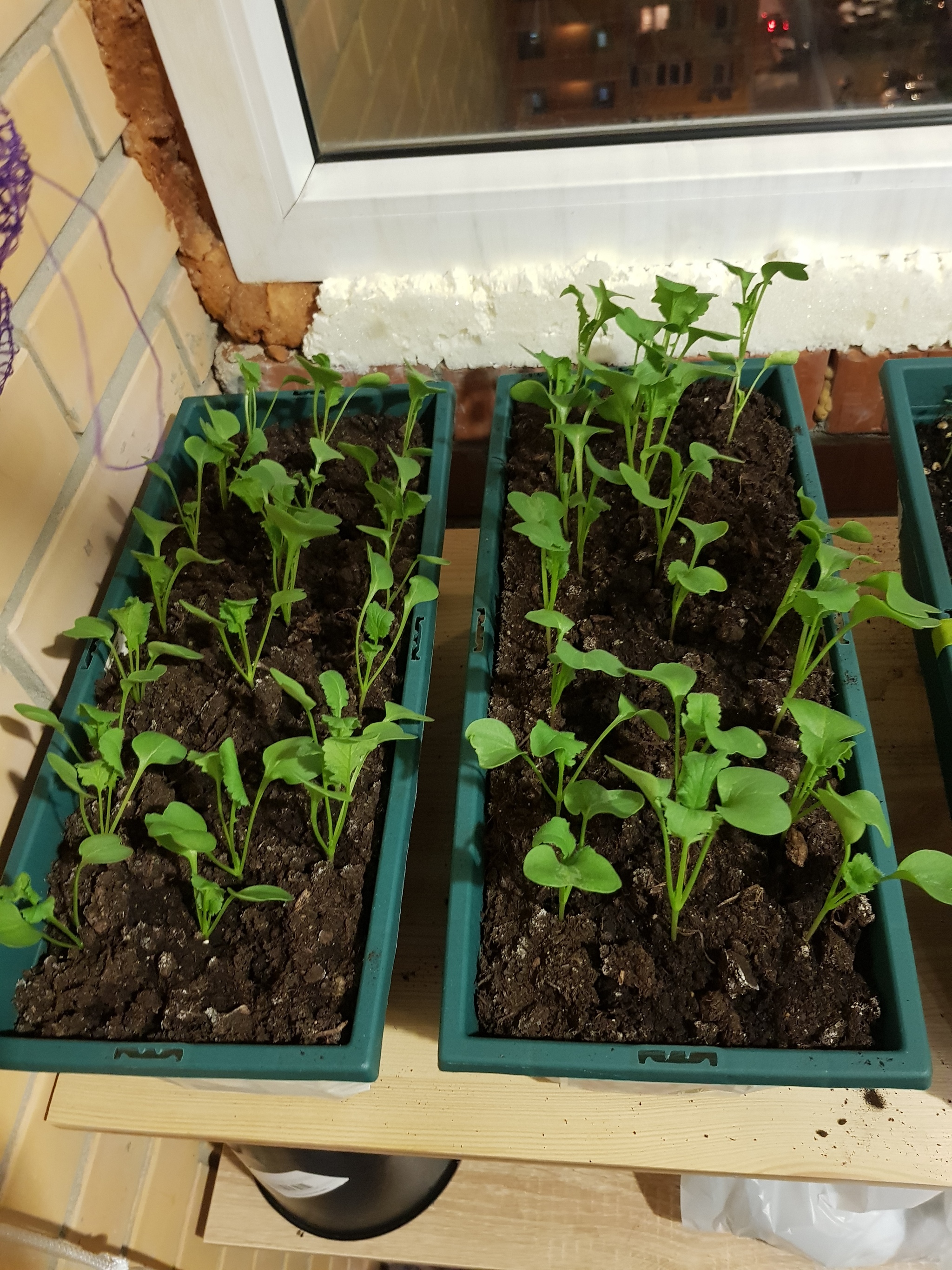 Continuation of the post I planted means parsley, basil, parsley, lettuce and 2 types of radishes - My, Plant growing, Balcony, Garden, Microgreens, Reply to post, Longpost