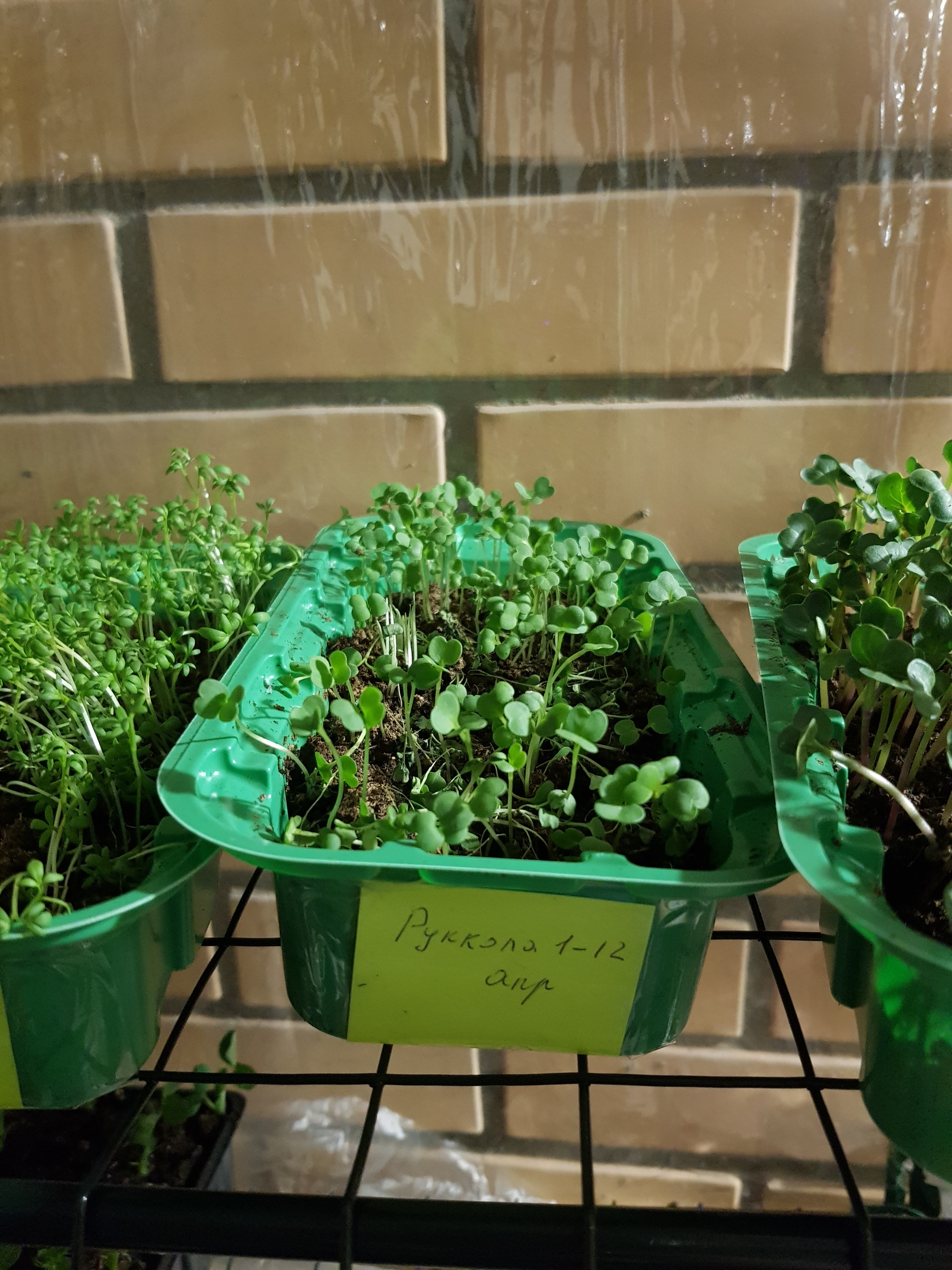 Continuation of the post I planted means parsley, basil, parsley, lettuce and 2 types of radishes - My, Plant growing, Balcony, Garden, Microgreens, Reply to post, Longpost