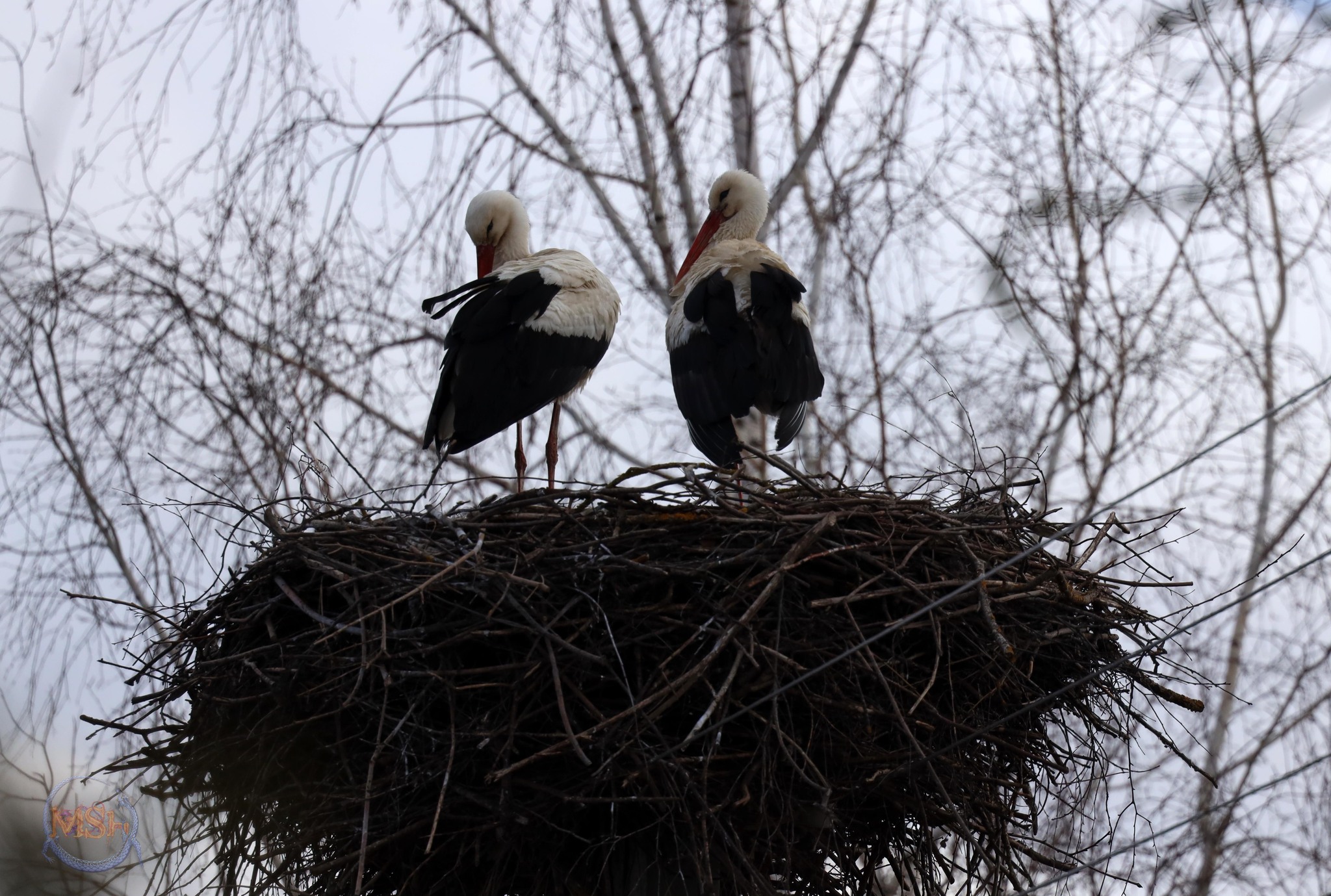 Storks arrived in the north of the Kaluga region - My, White stork, Stork, Spring, Nature, The nature of Russia, Birds, Longpost