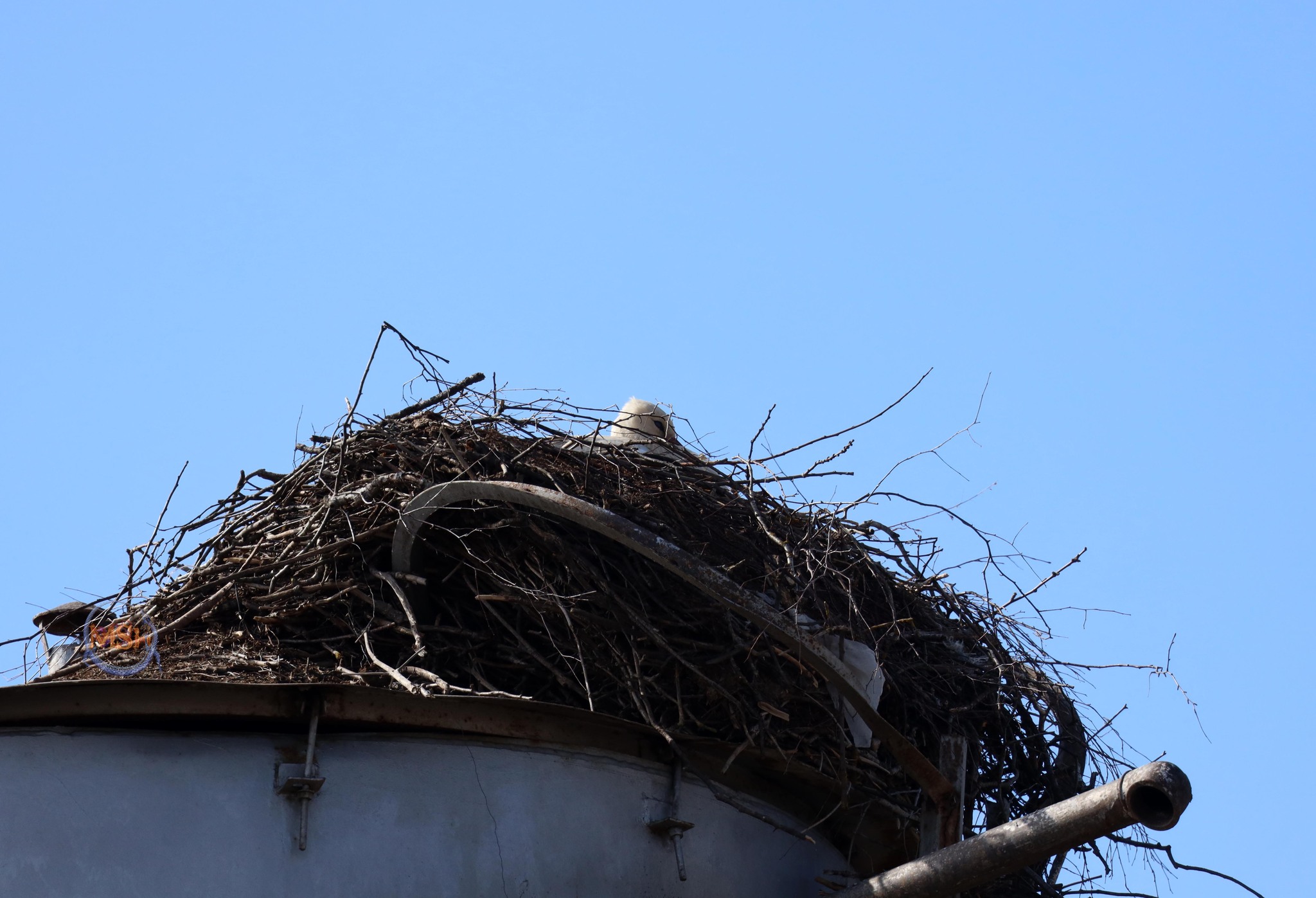 Storks arrived in the north of the Kaluga region - My, White stork, Stork, Spring, Nature, The nature of Russia, Birds, Longpost