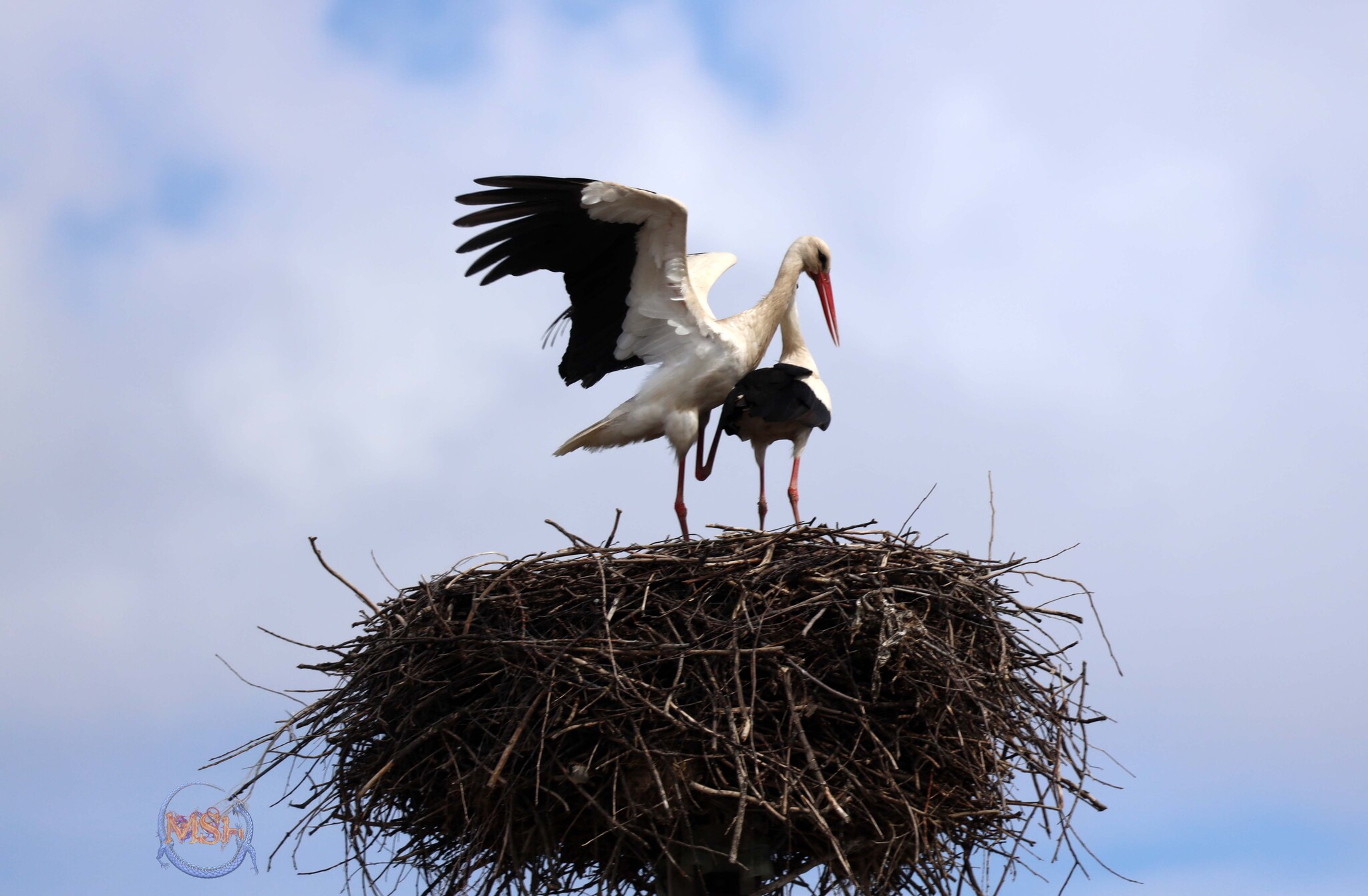 Storks arrived in the north of the Kaluga region - My, White stork, Stork, Spring, Nature, The nature of Russia, Birds, Longpost