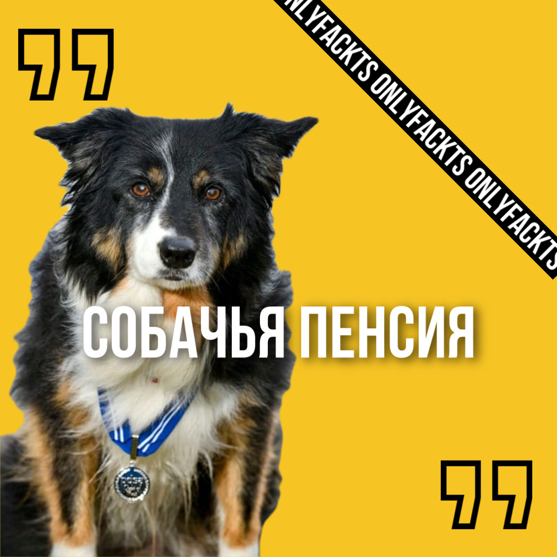 The dog is retired - Dog, Pension, Animals, Milota, Kindness, Old age, Heroes