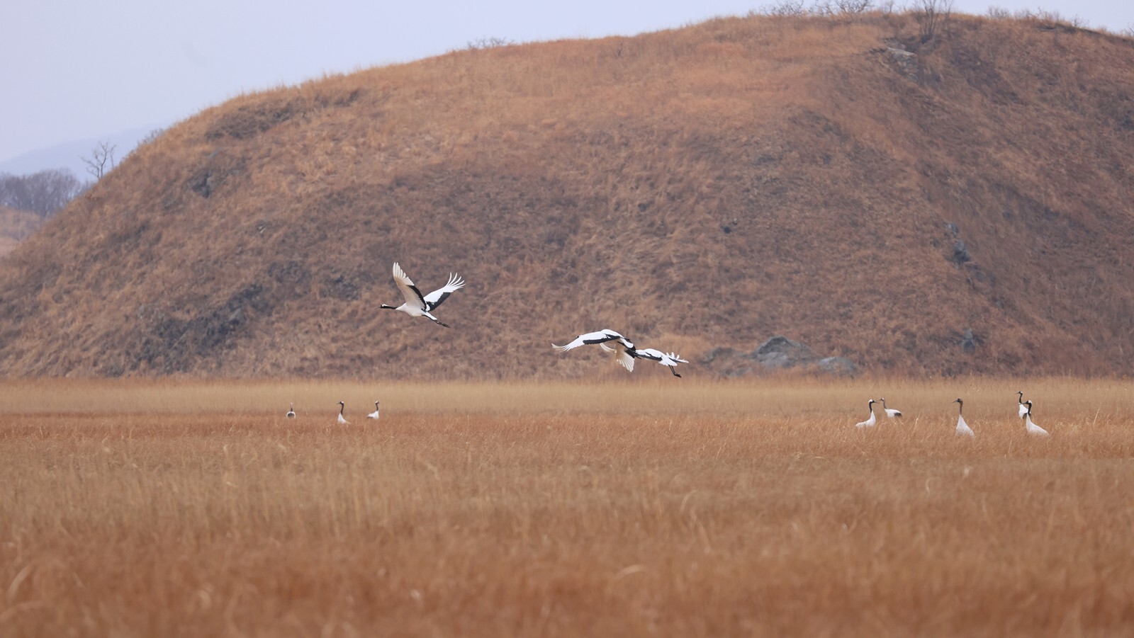 In Primorye, cranes were counted during the spring migration - Cranes, Birds, Wild animals, Primorsky Krai, Interesting, WWF, Informative, Positive, Ornithology, Video, Longpost