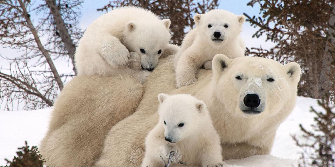 Census of clubfoots: in Yakutia, the number of polar bears was counted - Polar bear, Wild animals, Predatory animals, Yakutia, Arctic, Population census, Population, Species conservation, Red Book, Interesting, Informative, Positive, National park, Reserves and sanctuaries, Rare view, Video, Youtube, Longpost, The Bears