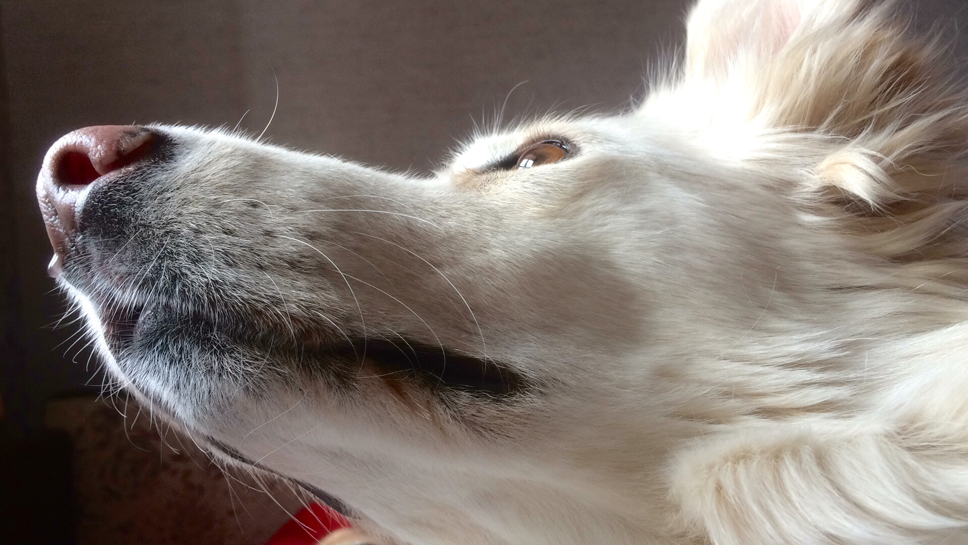 moon - My, Dog, Sheepdog, White swiss shepherd, Muzzle, Pets