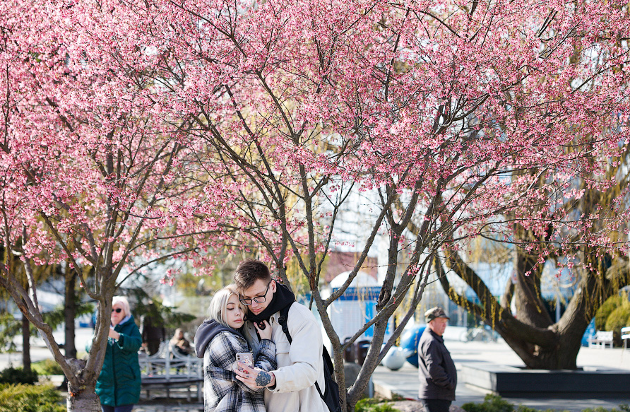 Cherry blossoms bloomed in Kaliningrad - Spring, The park, Sakura, Kaliningrad, Flowers, Garden, beauty