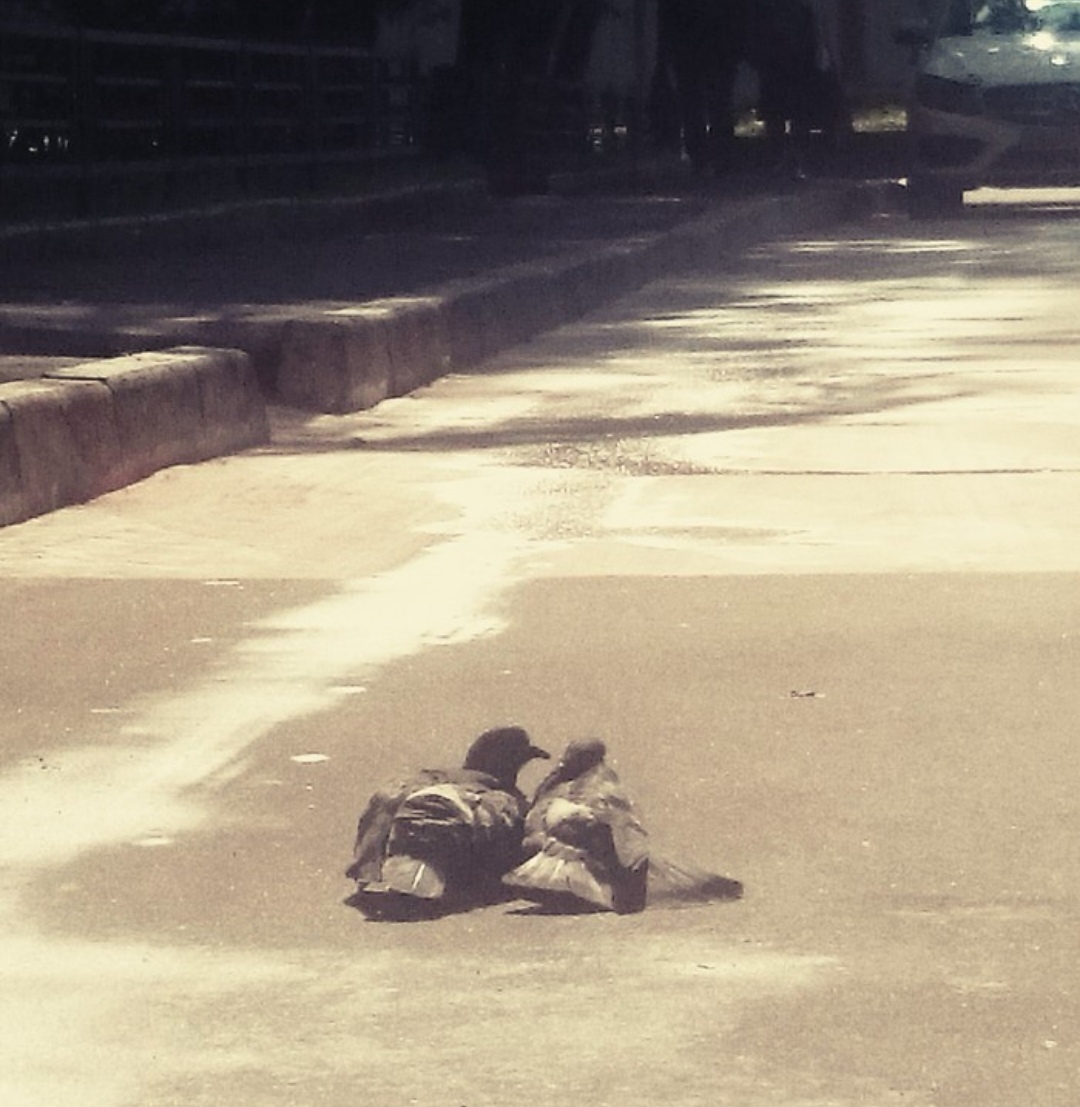 Accidentally caught moment) - A life, The photo, Mobile photography, Spring, Mood, Birds, Pigeon, Love, Longpost, Photographer, Beginning photographer, Street photography, Walk