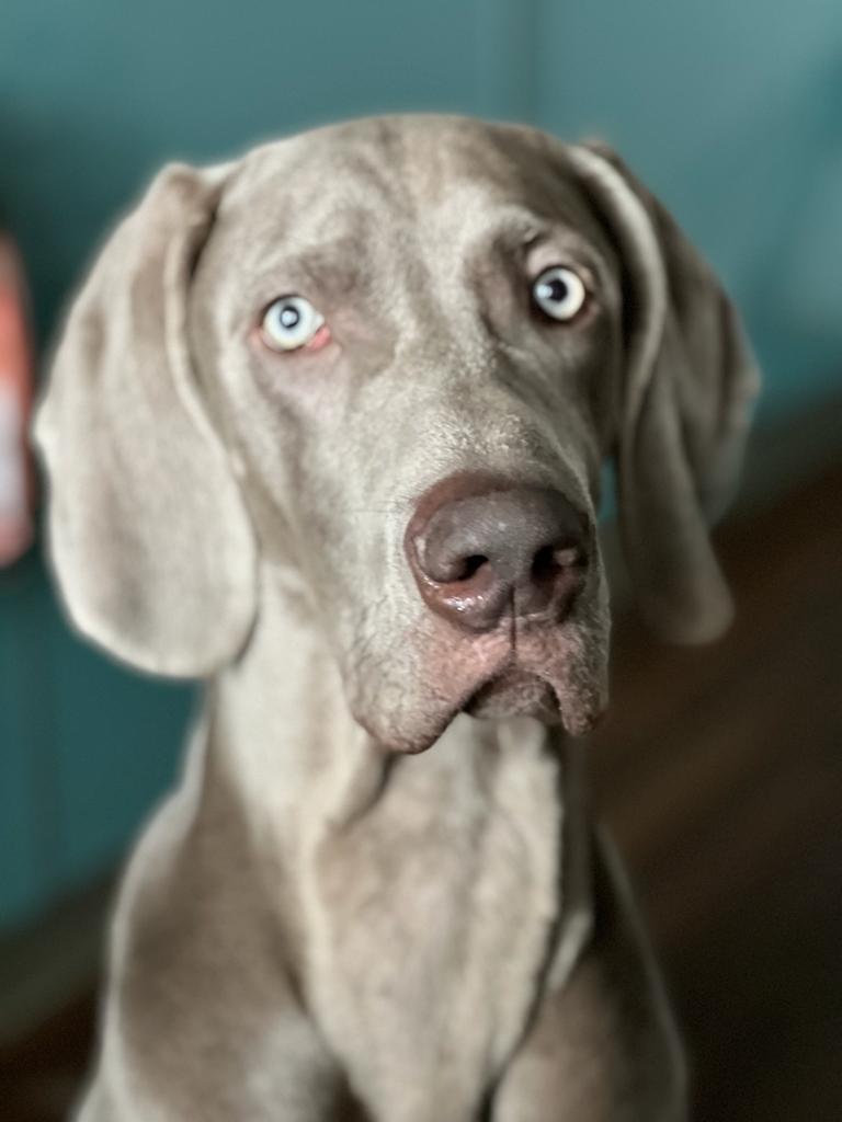 Since everyone lays out dogs, here's mine. - My, Weimaraner, Dog