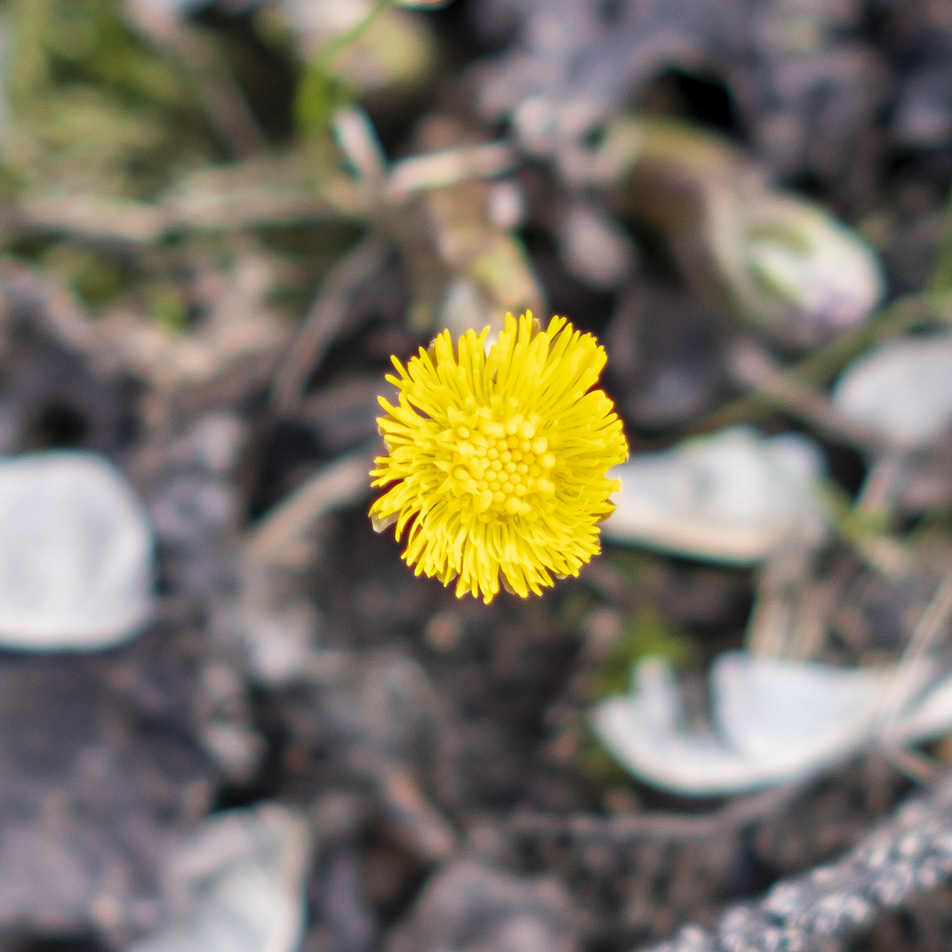 Finally, a real spring! - My, Fujifilm, Kaluga, The photo, Spring, Crocus, Coltsfoot, City walk, Longpost