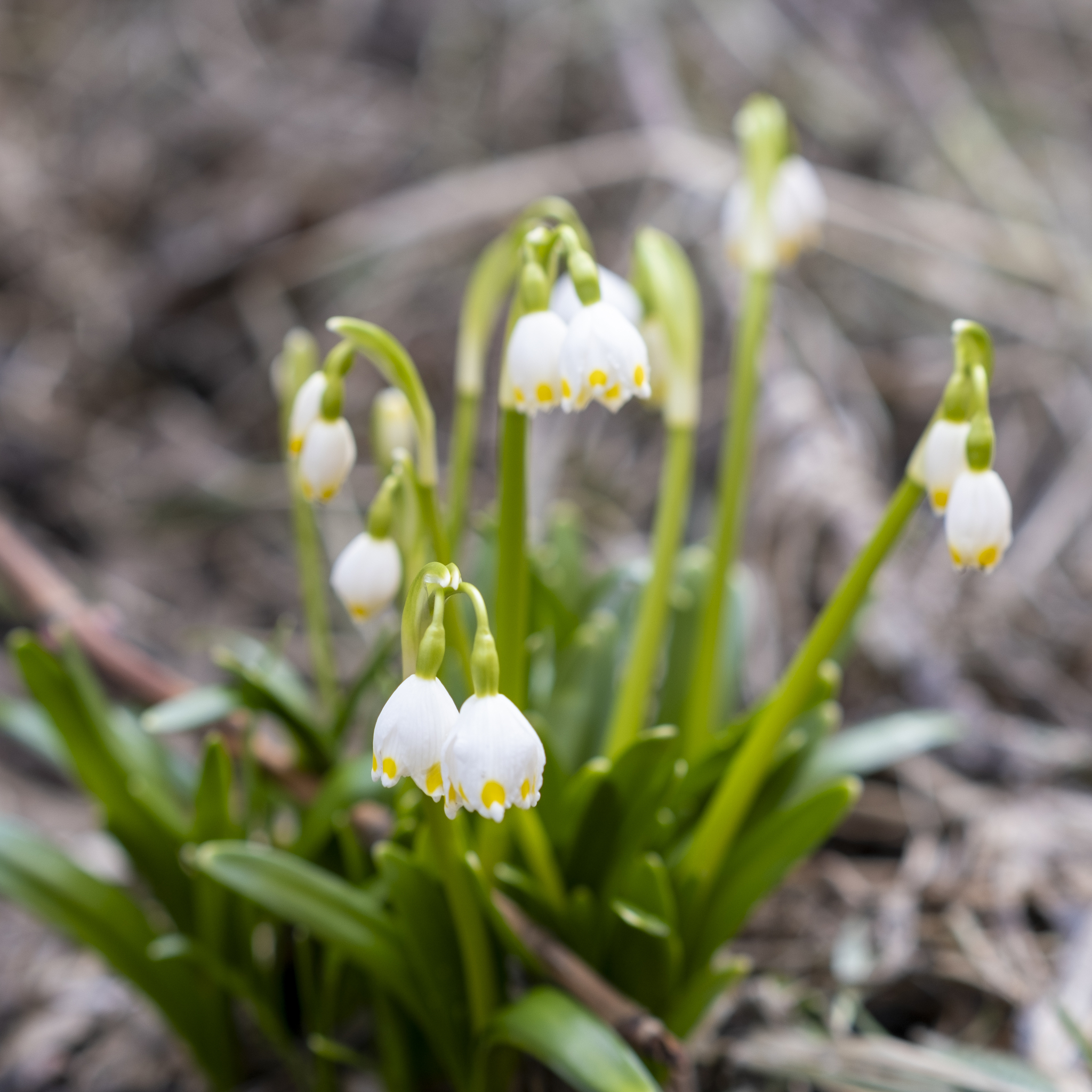 Finally, a real spring! - My, Fujifilm, Kaluga, The photo, Spring, Crocus, Coltsfoot, City walk, Longpost