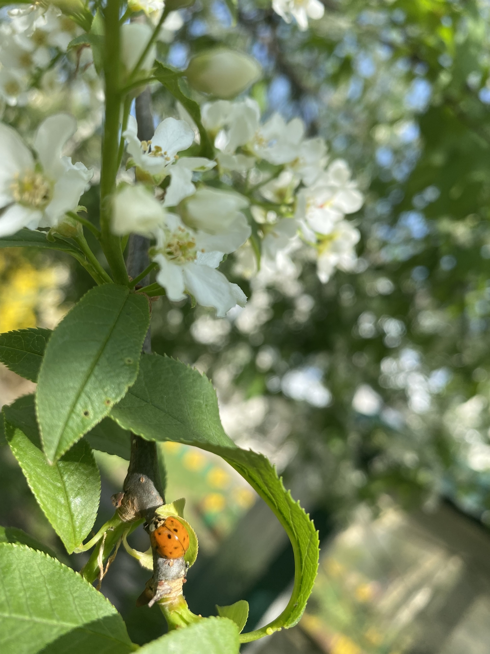 Spring continues to arrive! - My, Spring, Krasnodar, The photo, Bird cherry, Flowers, Good mood