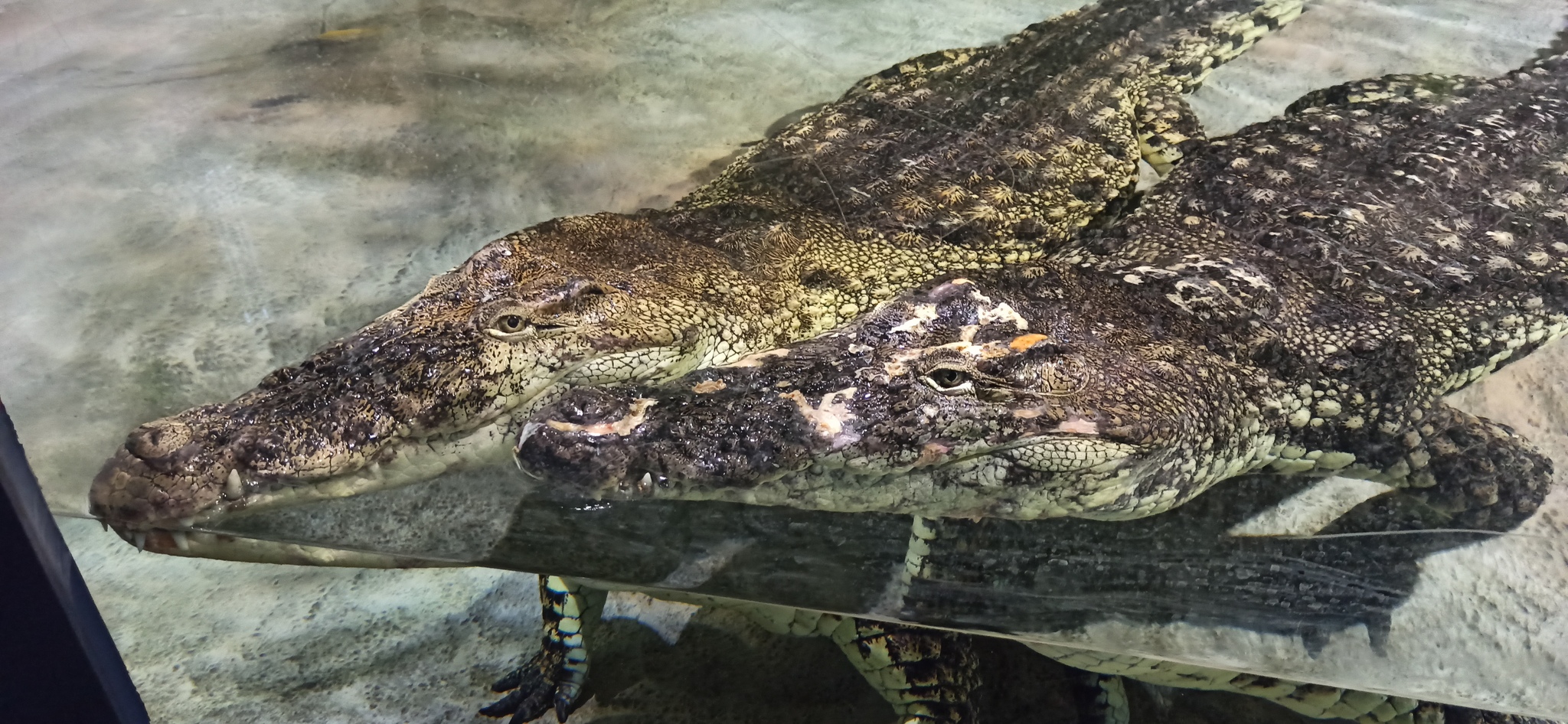 How to remove from a crocodile? - My, Penza Oceanarium, Penza, Crocodiles, Cleaning, Animals, Video, Longpost