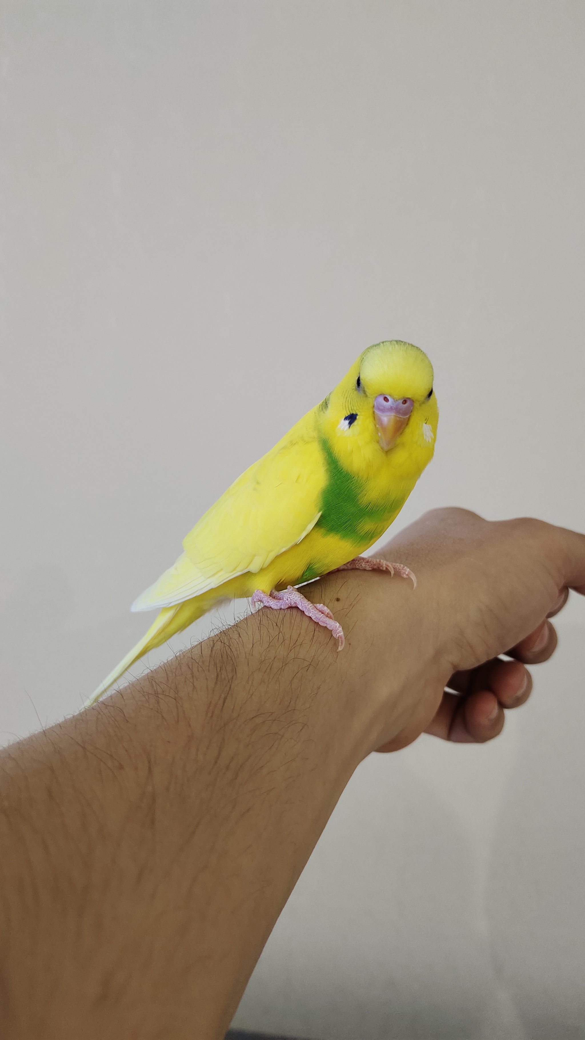 Didn't show a parrot - not a pickabushnik - My, A parrot, Budgies, Longpost