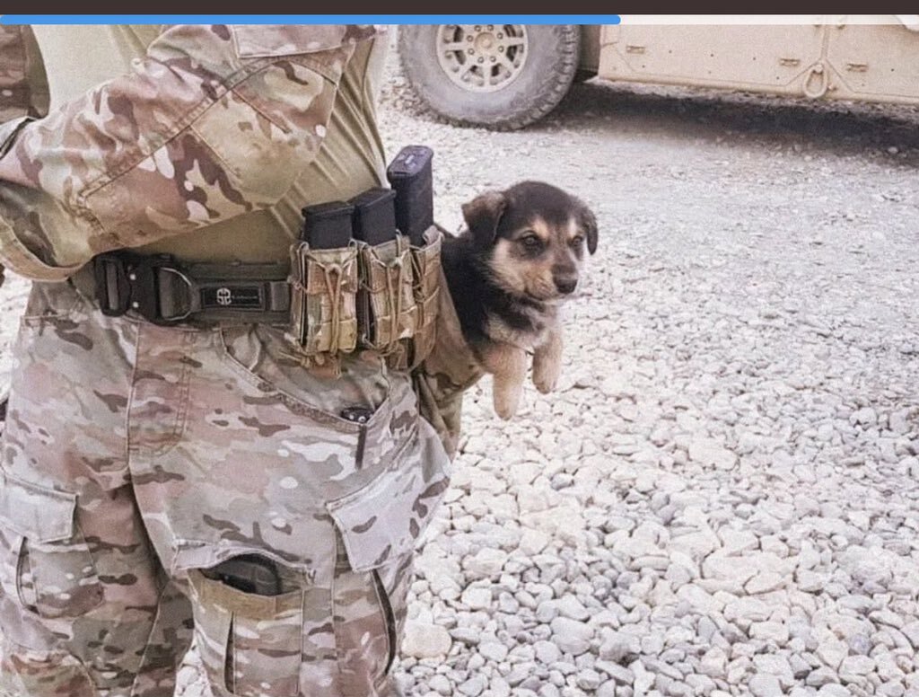 Tactical Dog) - Dog, Equipment, Tactics, Puppies