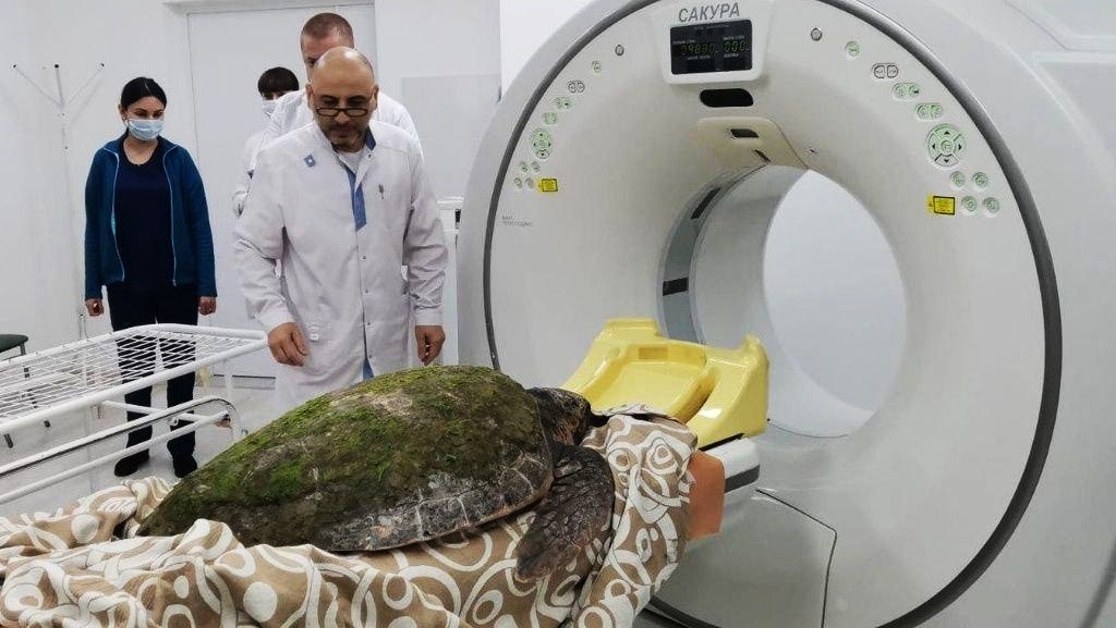 The turtle was taken in the city hospital of Anapa - Animals, Ocean, The medicine, Anapa, Moskvarium, Animal protection, Marine life