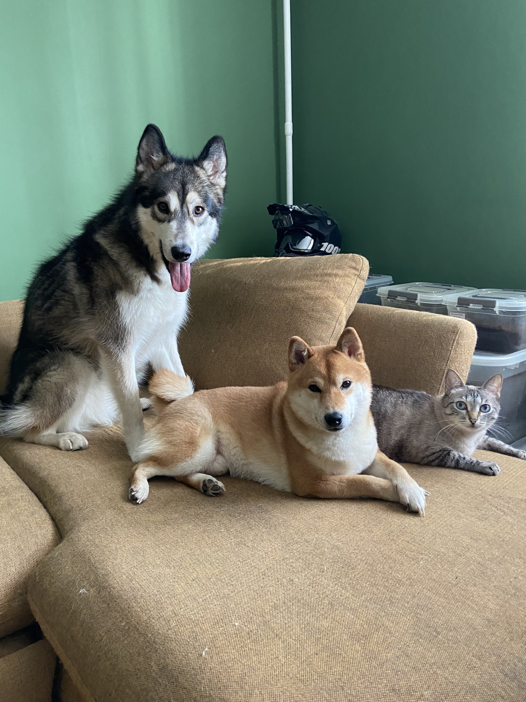 Show us! - My, Pets, Shiba Inu, Alaskan Malamute, cat, Dog