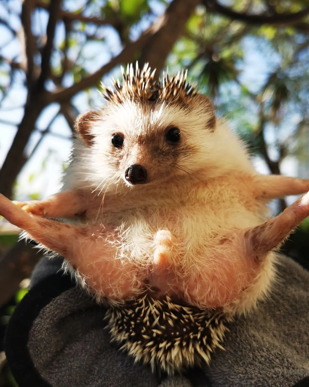 Hedgehog hoba - Hedgehog, Hoba, The photo