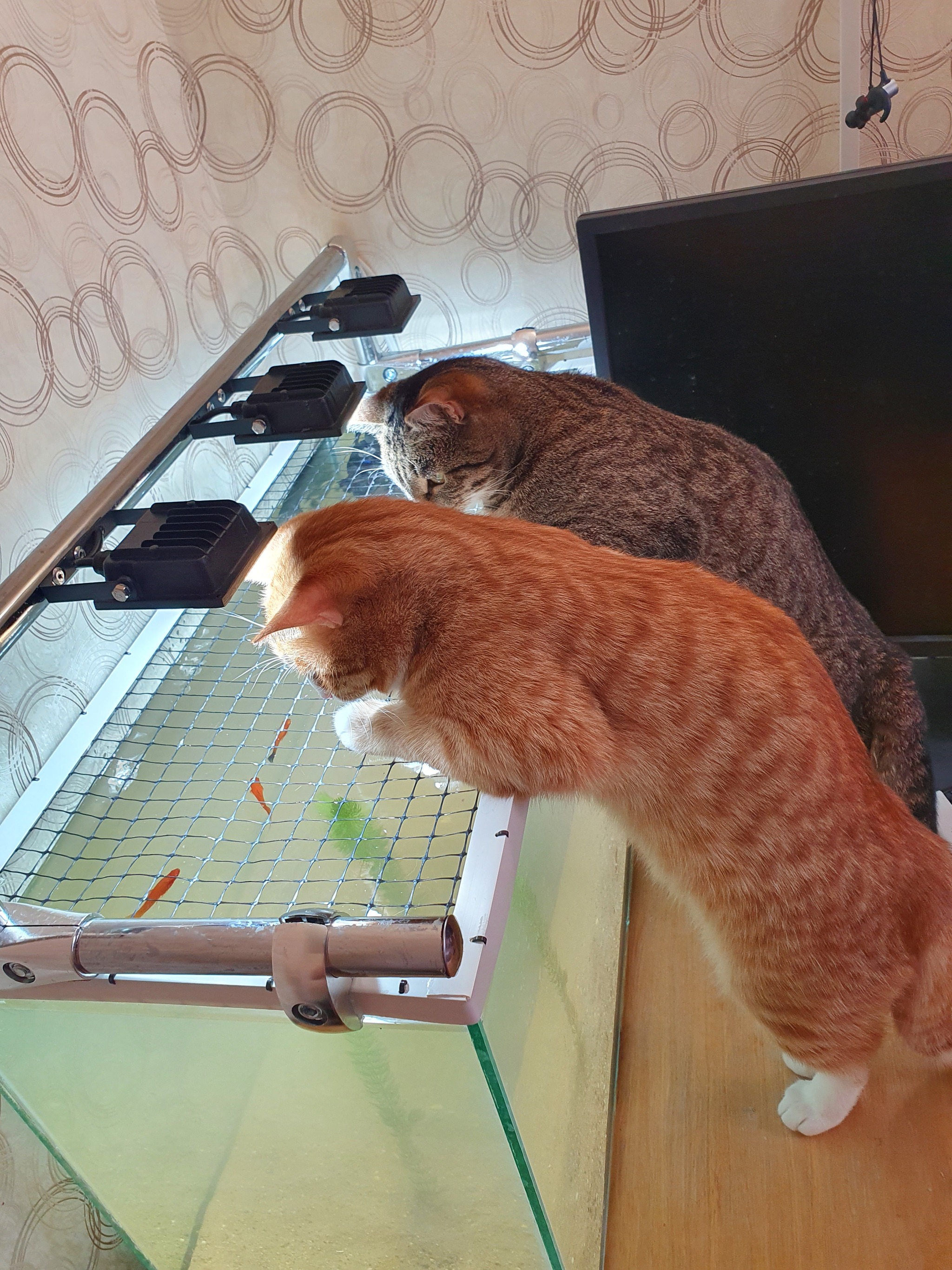 Discovery for cats - My, cat, Fat cats, Aquarium, Longpost