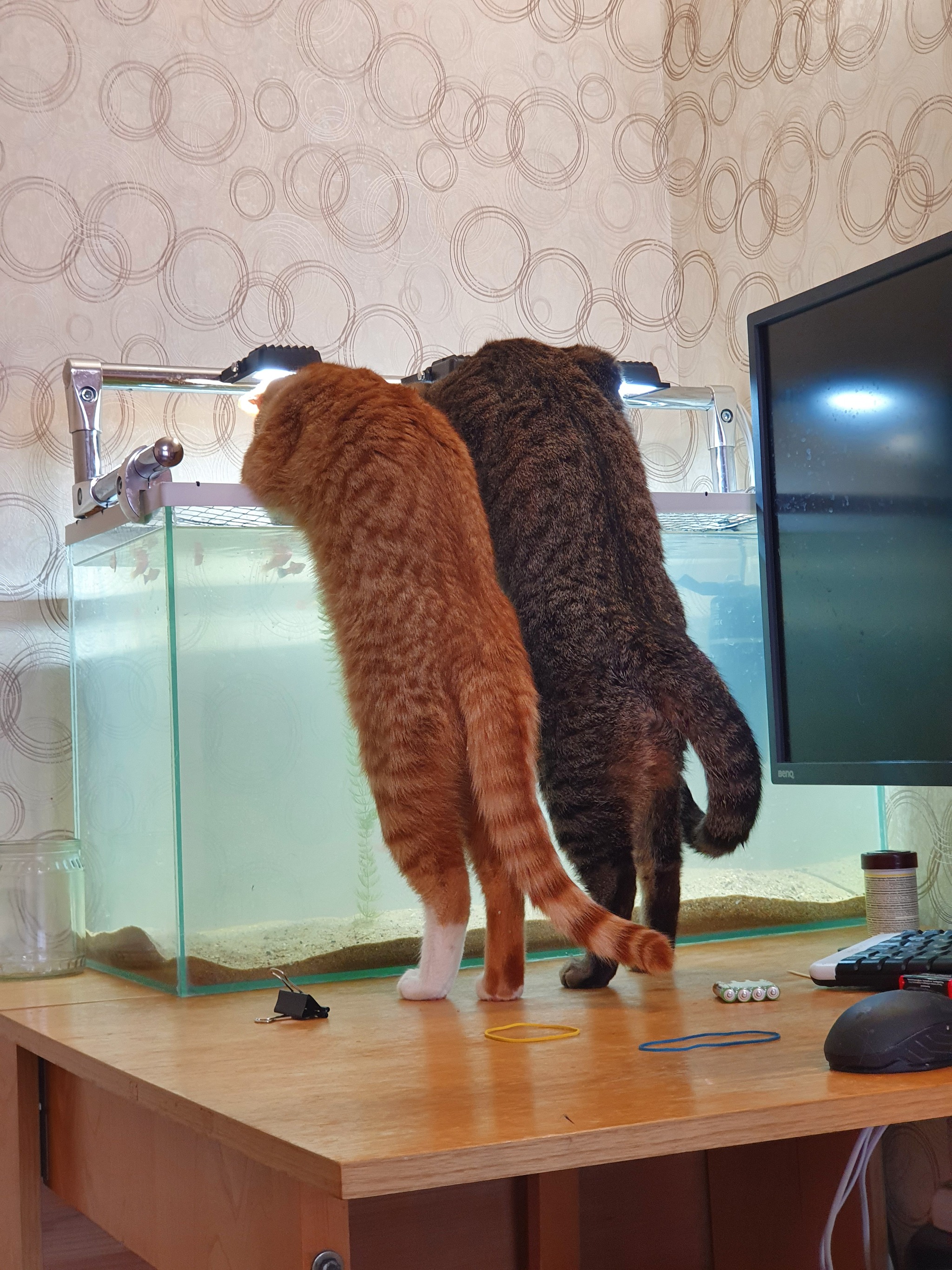 Discovery for cats - My, cat, Fat cats, Aquarium, Longpost