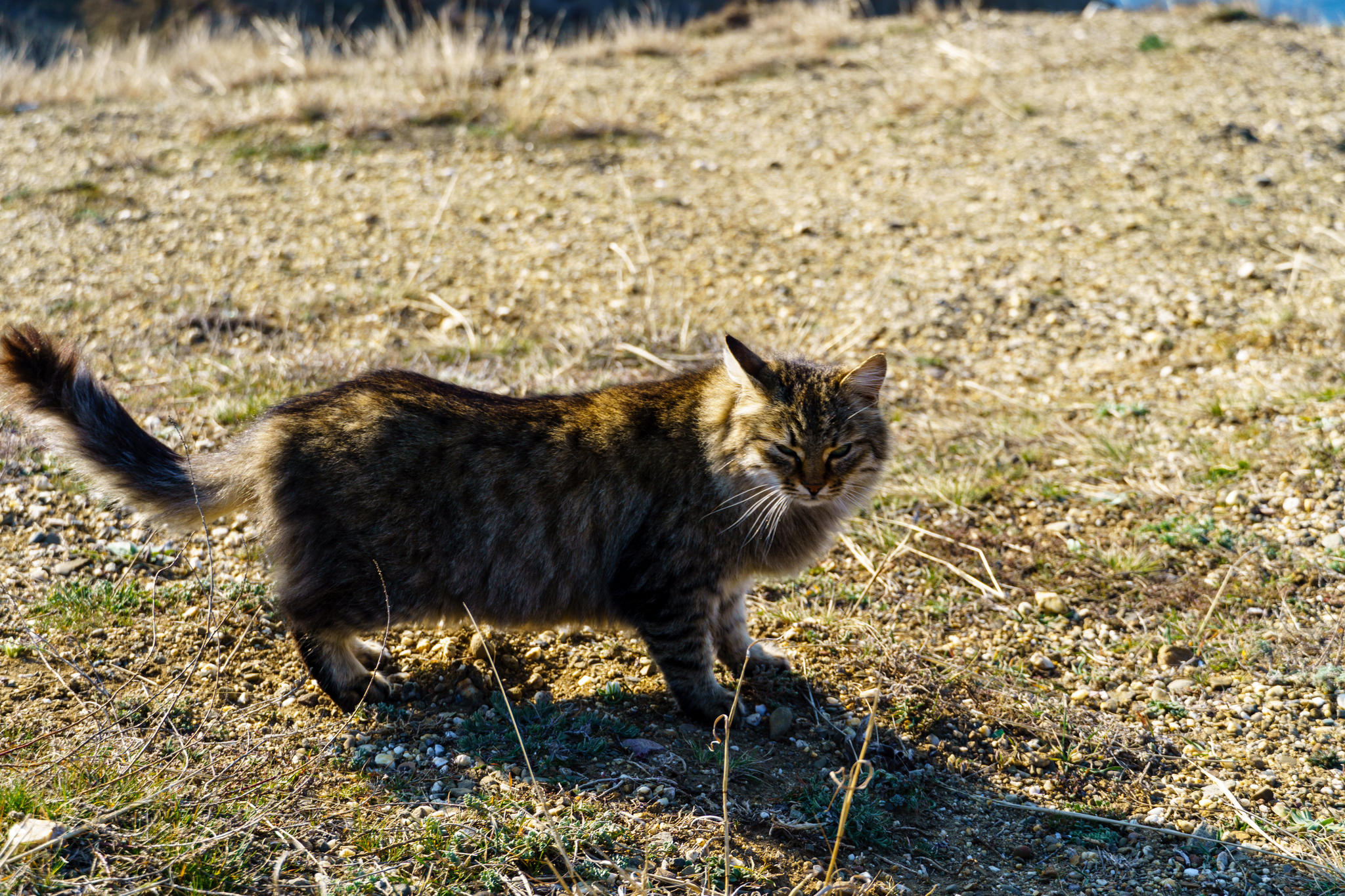 Crimean cats - My, Crimea, Travel across Russia, cat, Longpost, The photo