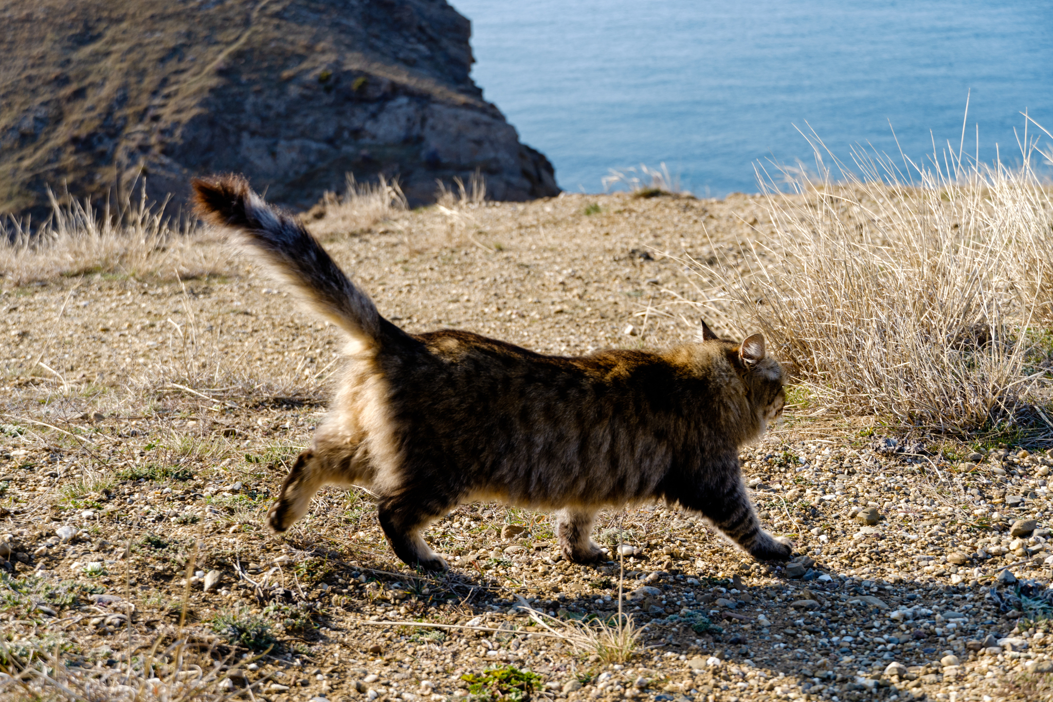 Crimean cats - My, Crimea, Travel across Russia, cat, Longpost, The photo