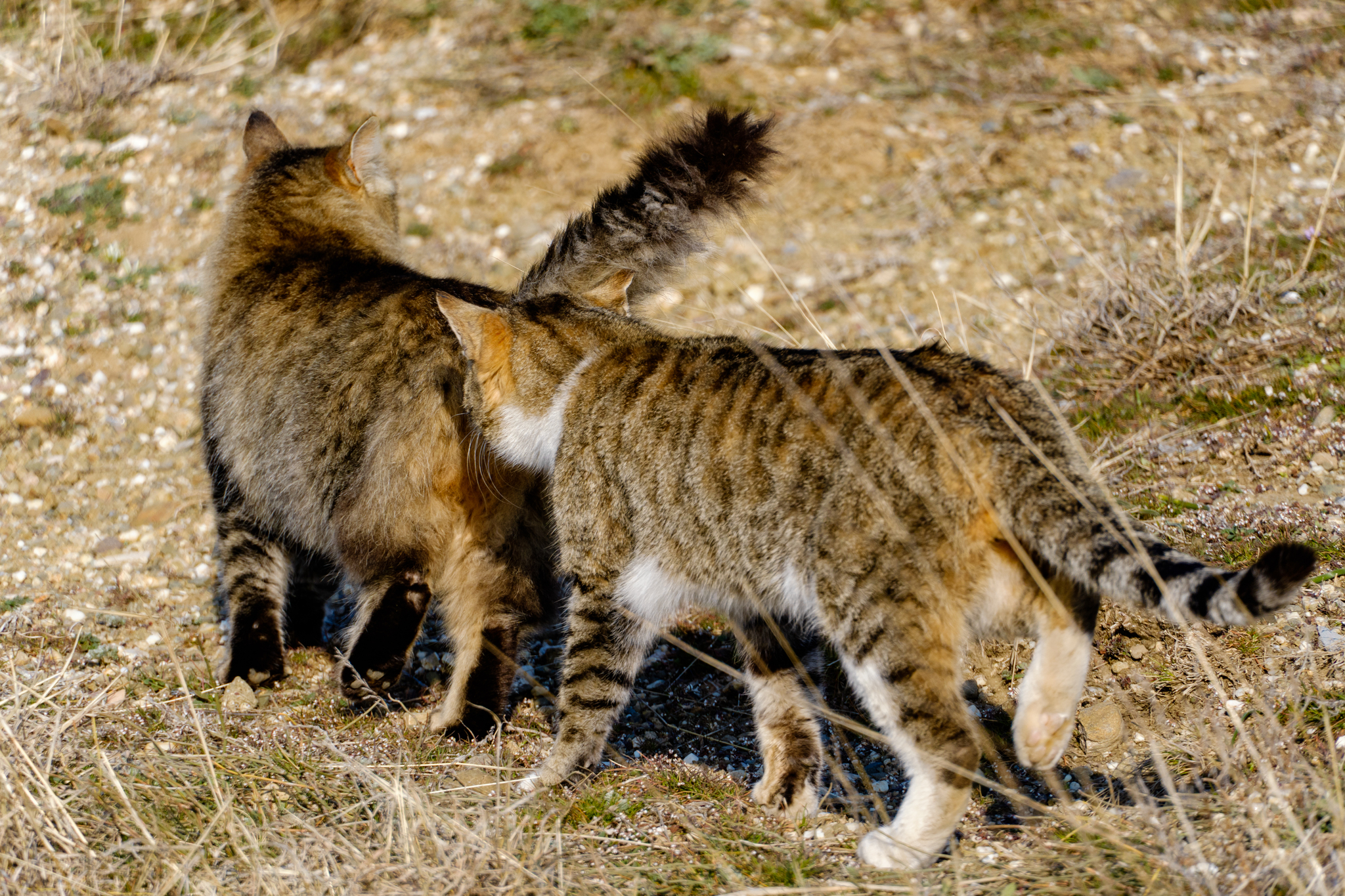 Crimean cats - My, Crimea, Travel across Russia, cat, Longpost, The photo